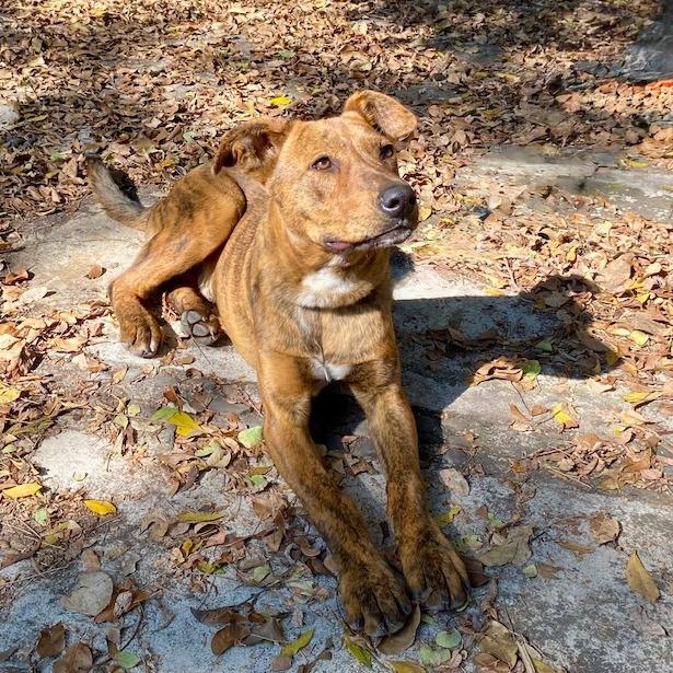 Enlarge Joe, a Adoptable Mixed Breed in Bend, OR image 5/6