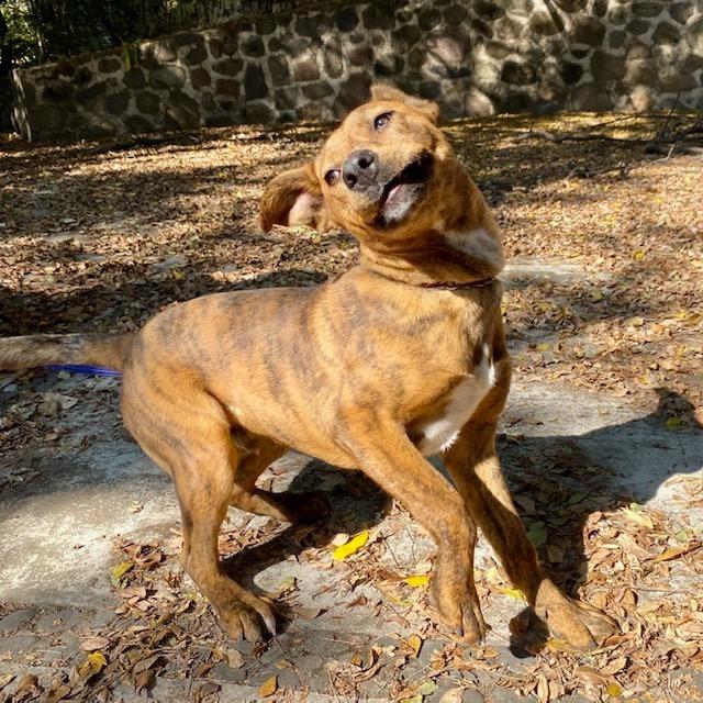 Enlarge Joe, a Adoptable Mixed Breed in Bend, OR image 6/6