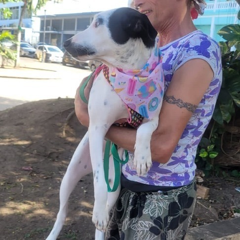 LUCERO, Adoptable, Young Male Dalmatian.