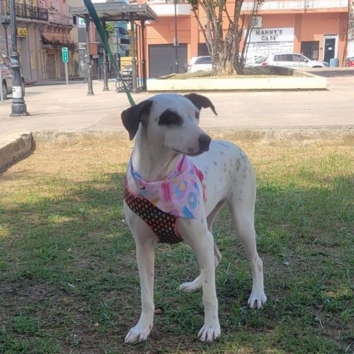 LUCERO, a Adoptable mixed breed image 2/8