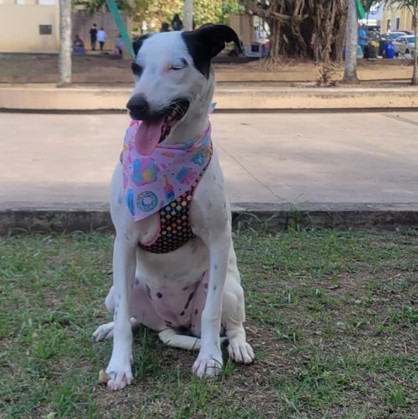 LUCERO, a Adoptable mixed breed image 3/8