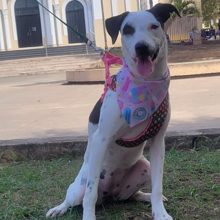 LUCERO, a Adoptable mixed breed image 4/8