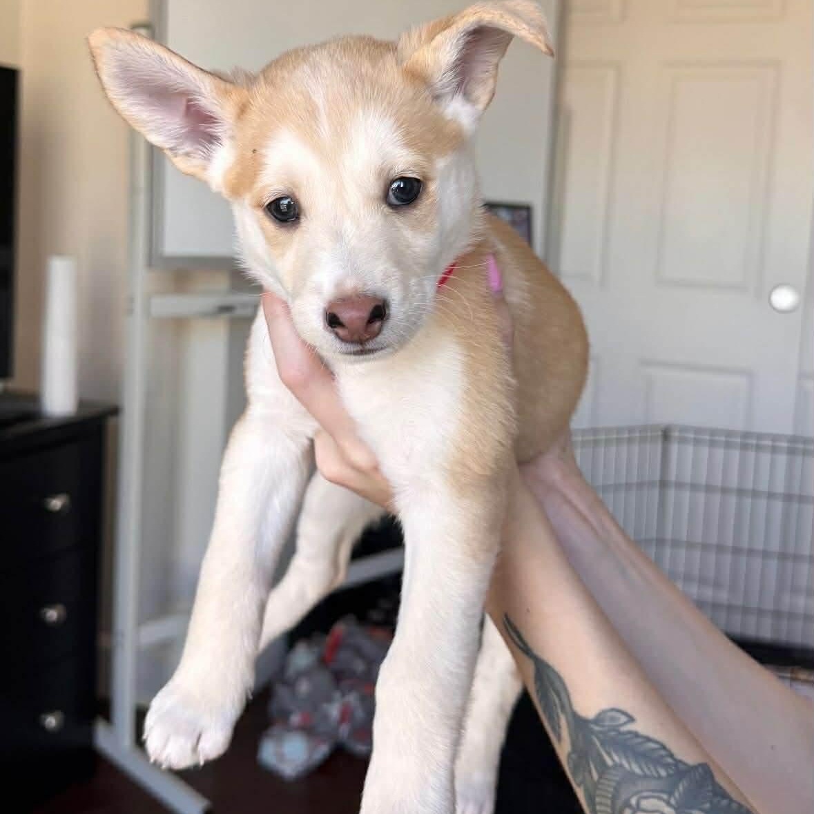 Cherry, Adopted, Puppy Female Cattle Dog & Husky.