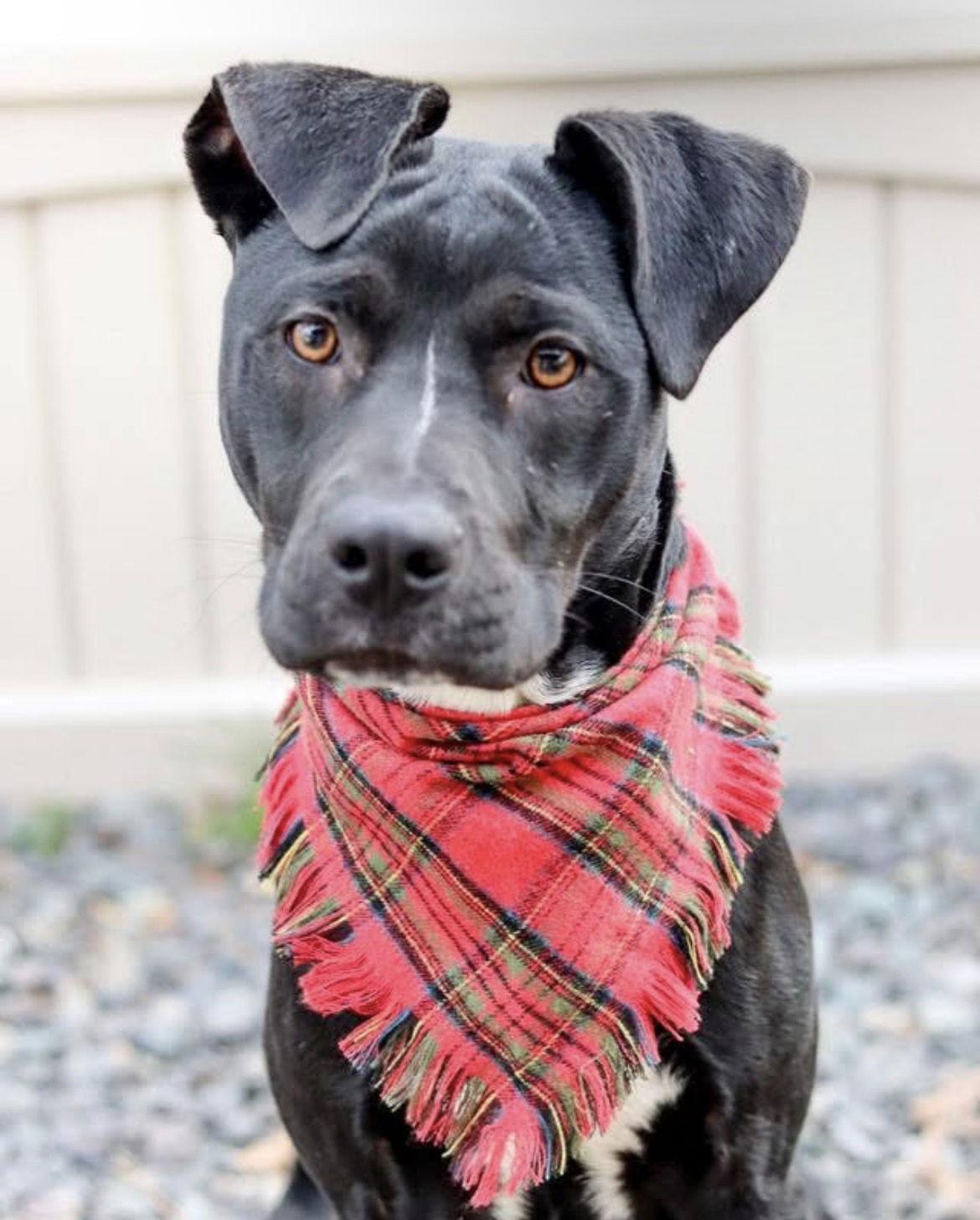 Jack Skeleton (In Foster), Adoptable, Young Male Hound & Pit Bull Terrier.