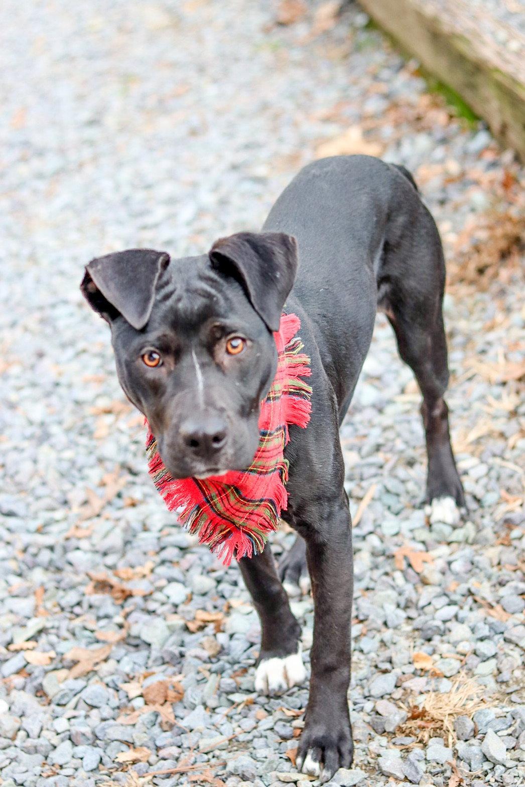 Jack Skeleton, a Adoptable mixed breed in Sanford, NC image 2/3