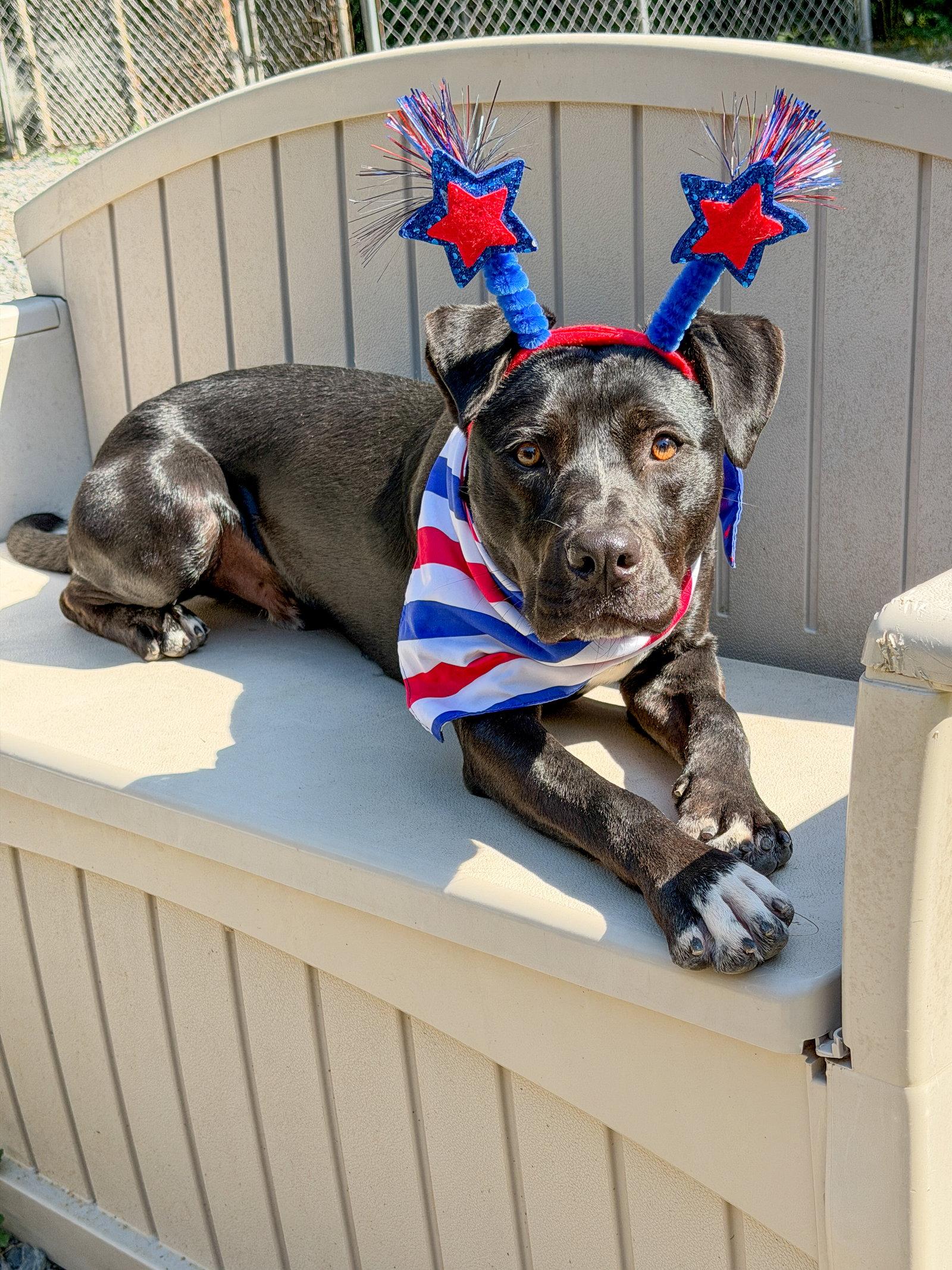 Jack Skeleton, Adoptable, Young Male Hound & Pit Bull Terrier.
