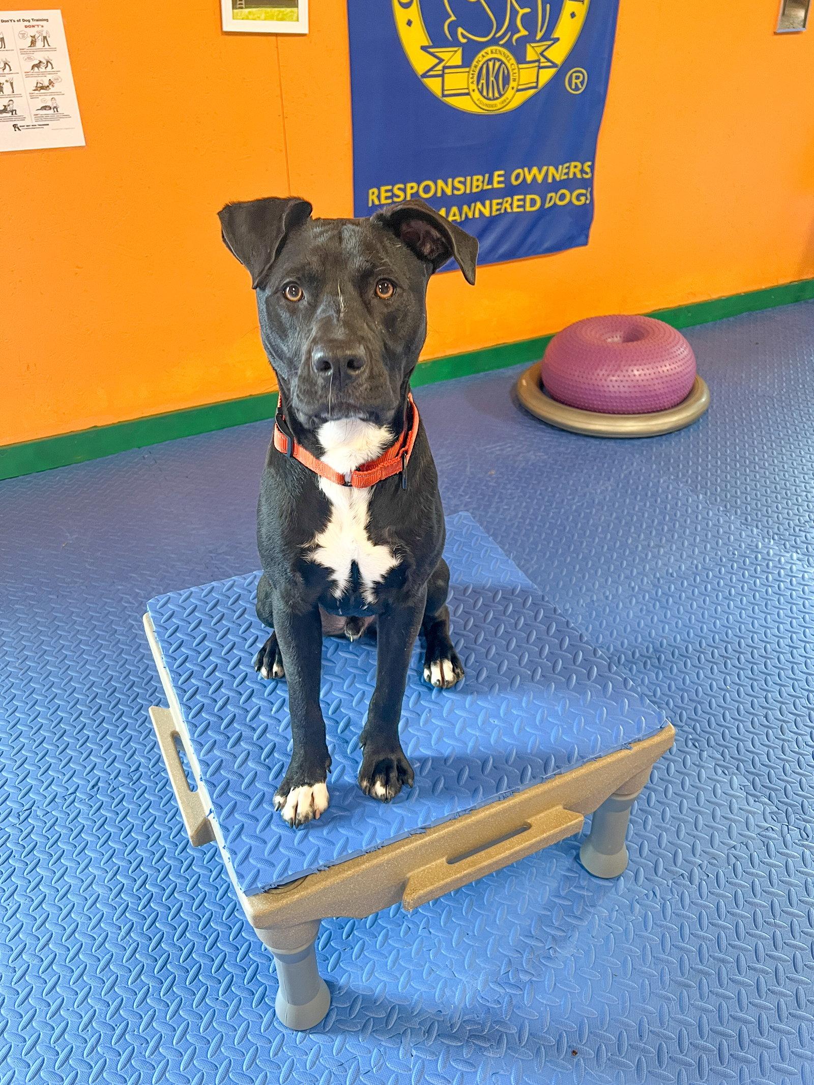 Enlarge Jack Skeleton, a Adoptable mixed breed in Sanford, NC image 2/3