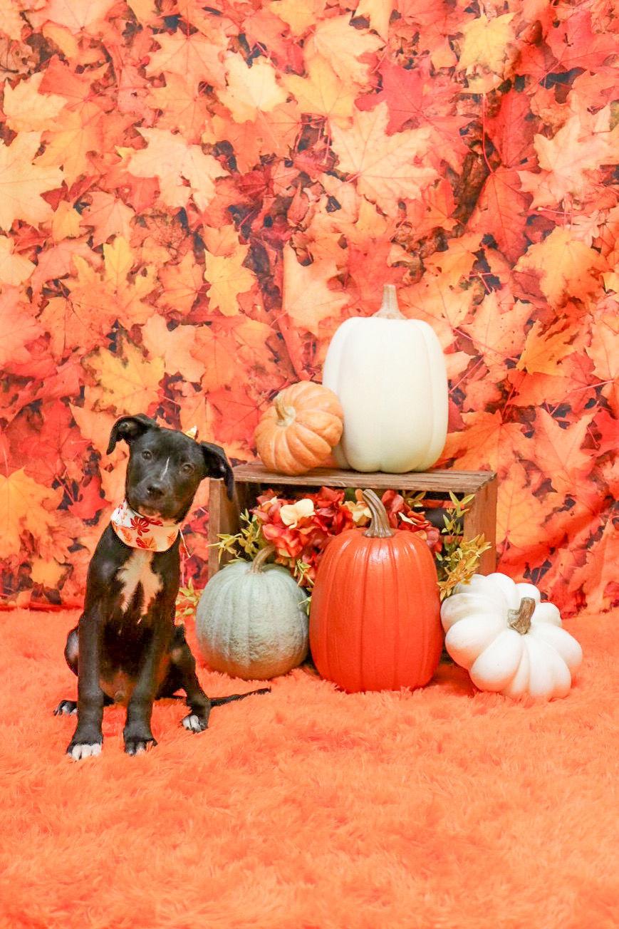 Enlarge Jack Skeleton (In Foster), a Adoptable mixed breed in Sanford, NC image 2/3