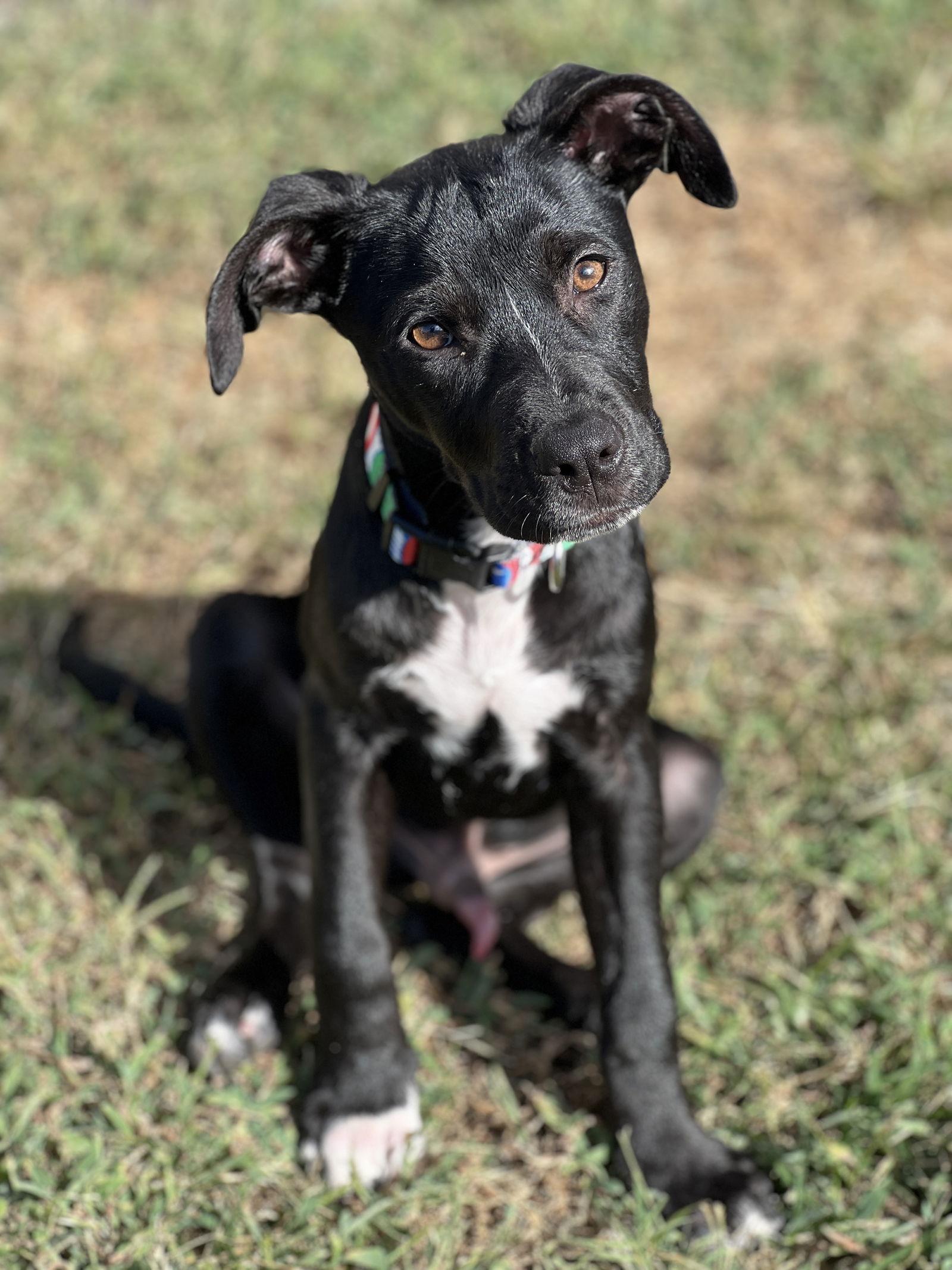 Enlarge Jack Skeleton (In Foster), a Adoptable mixed breed in Sanford, NC image 3/3