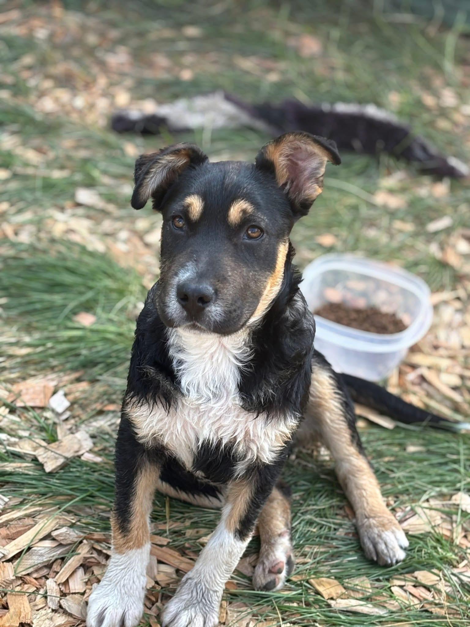 Alfred, an adoptable Mixed Breed in Wilsall, MT, 59086 | Photo Image 1
