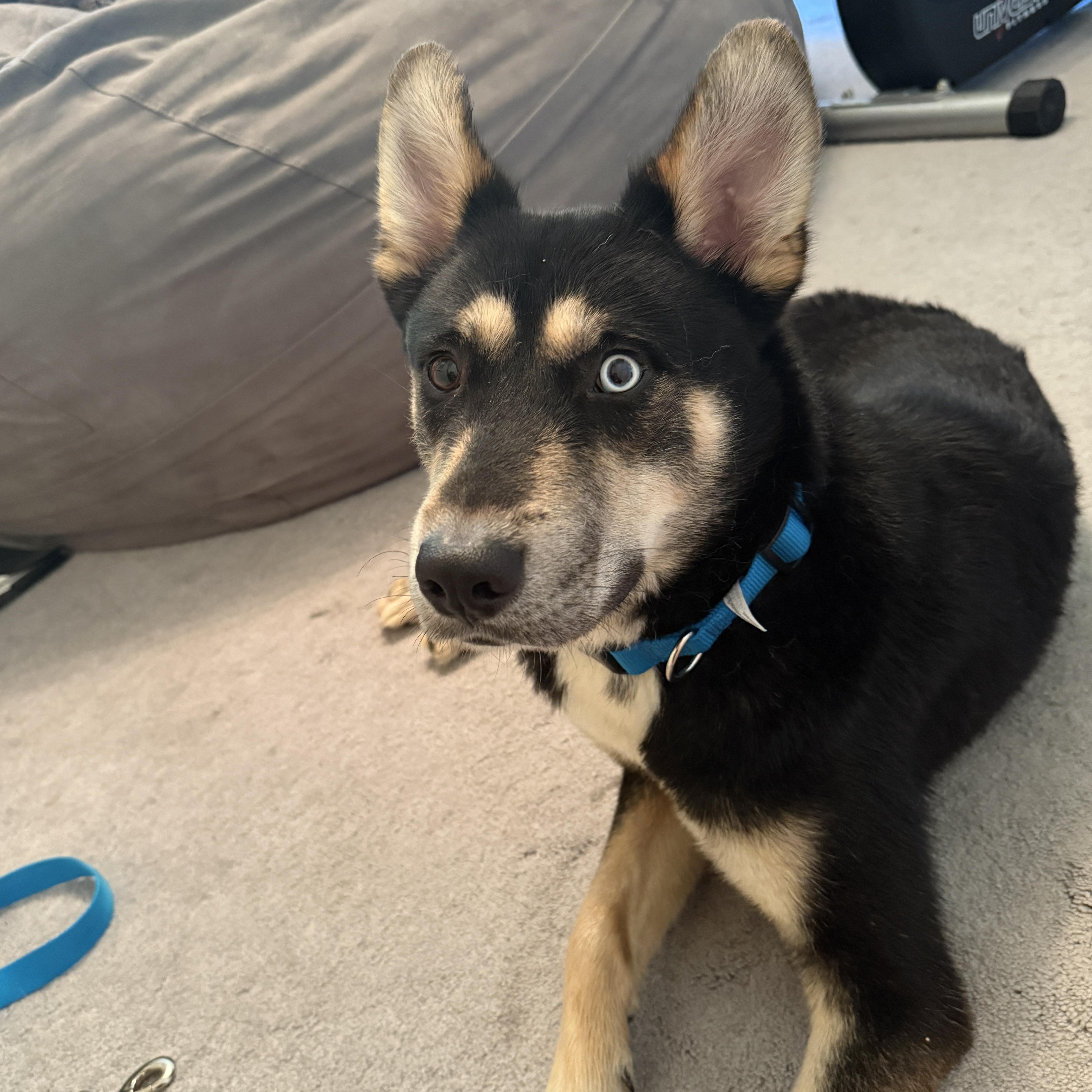 Rex, a Adopted mixed breed in Mooresville, IN image 3/4