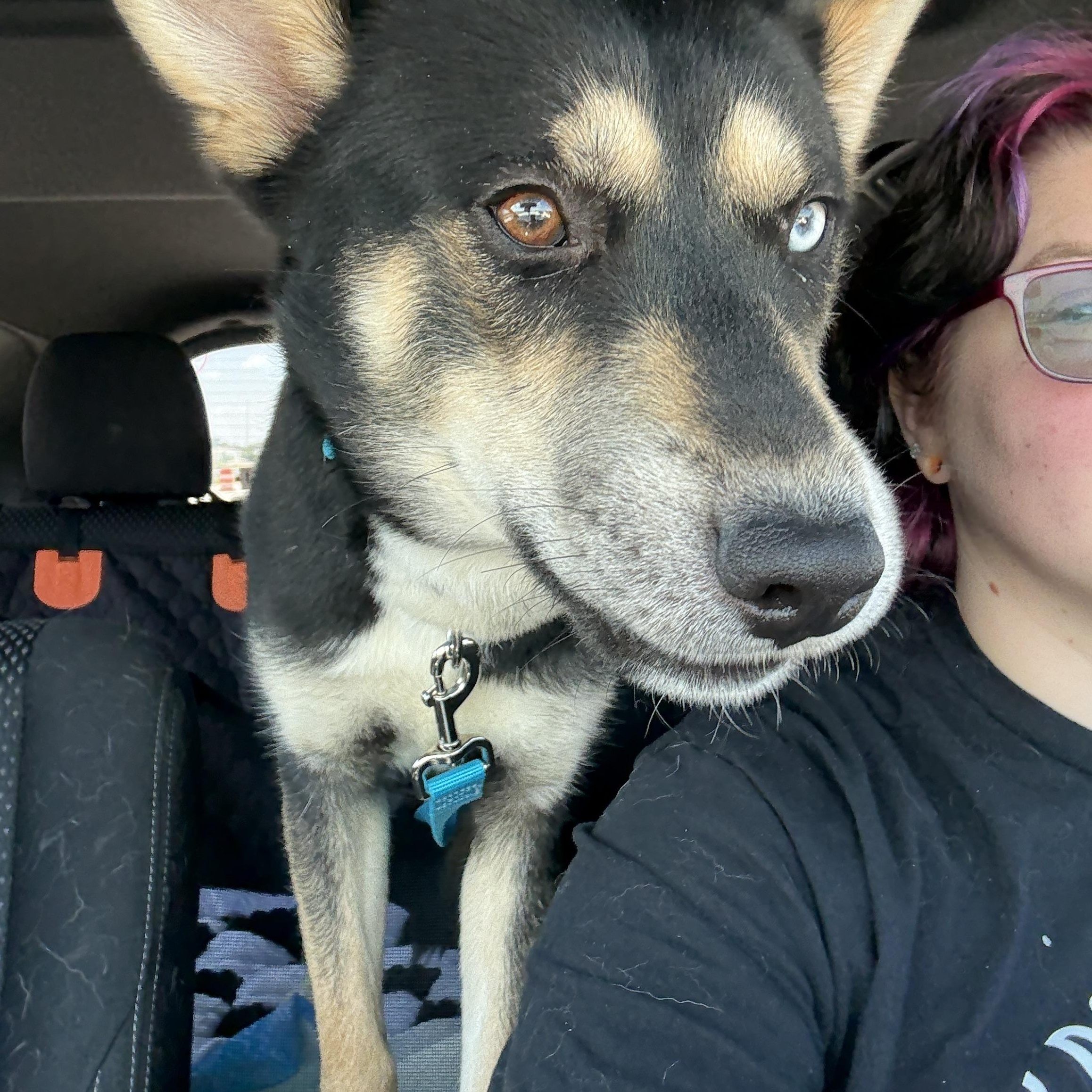 Rex, a Adopted mixed breed in Mooresville, IN image 2/4