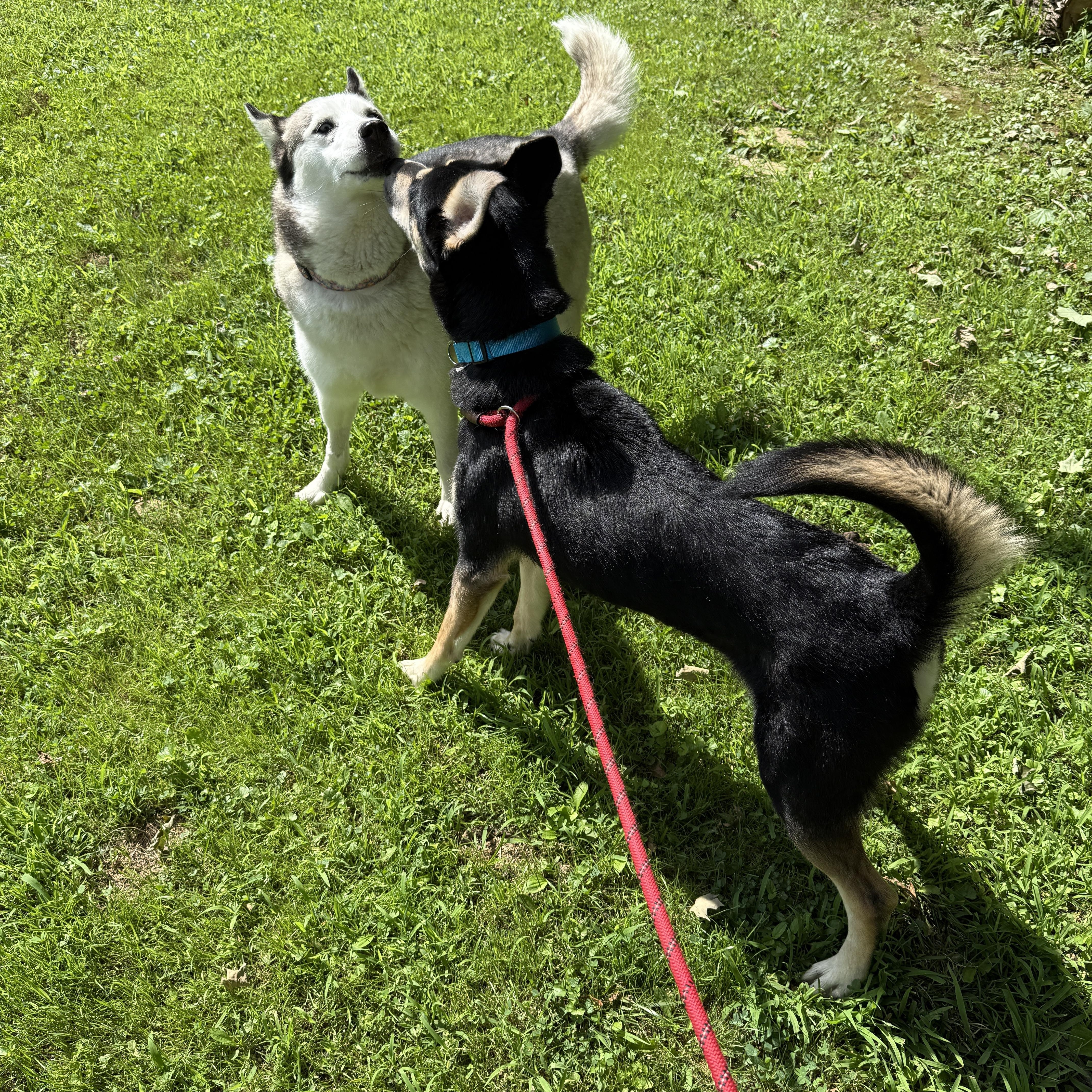 Rex, a Adopted mixed breed in Mooresville, IN image 4/4