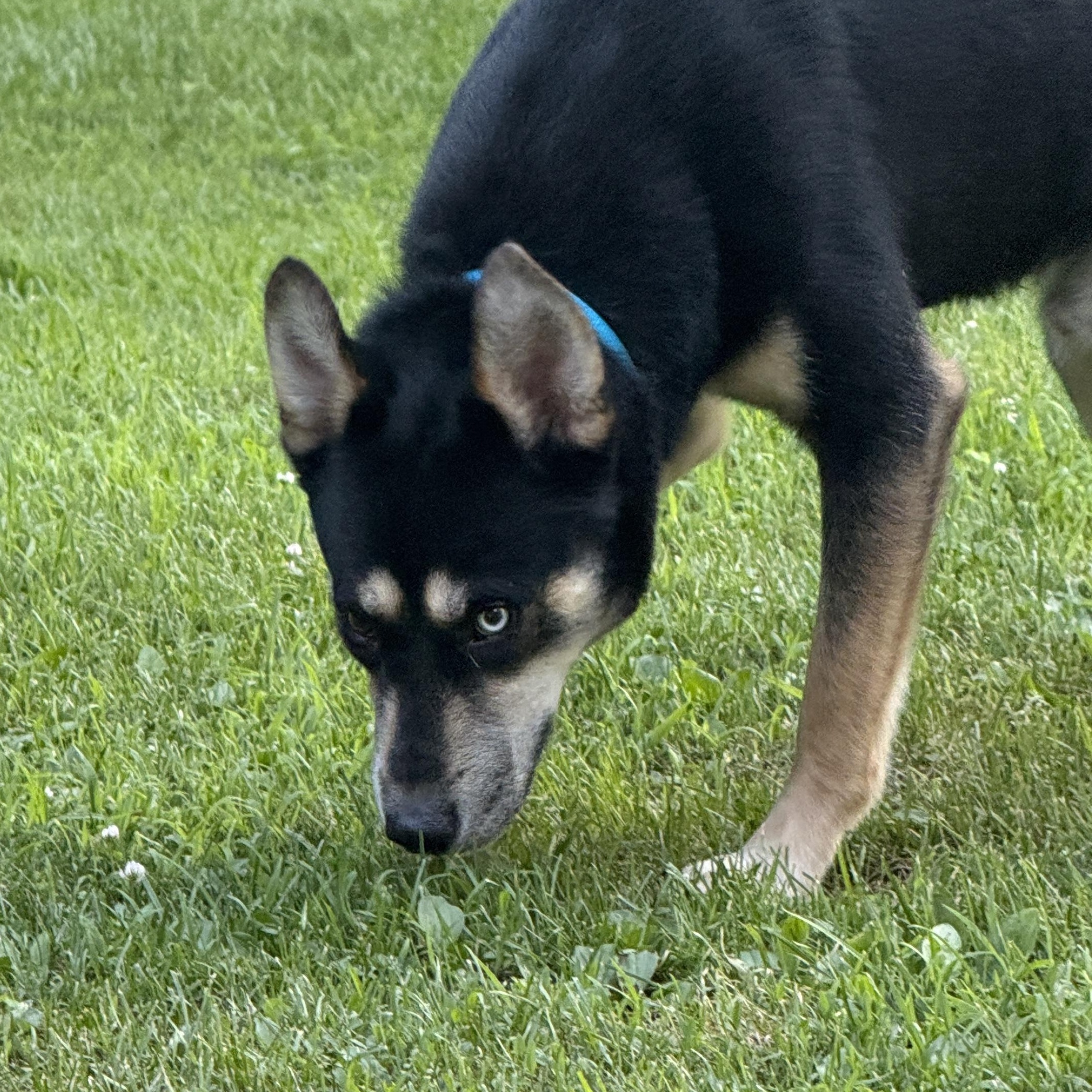 Rex, Adopted, Young Male Husky & German Shepherd Dog.