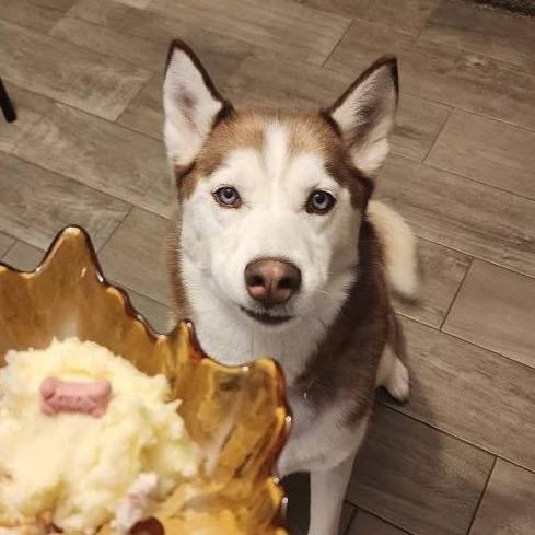 Nugget, Adoptable, Adult Female Siberian Husky & Husky.