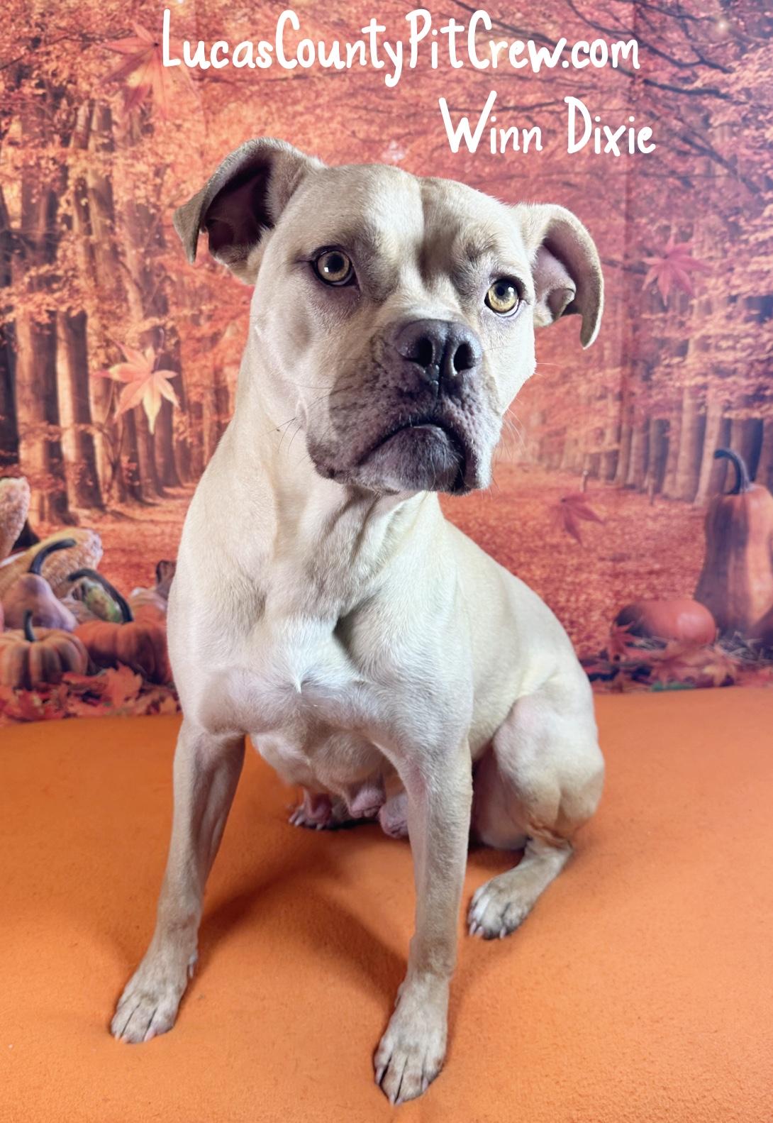 Enlarge Winn-Dixie, a Adoptable mixed breed in Toledo, OH image 1/1