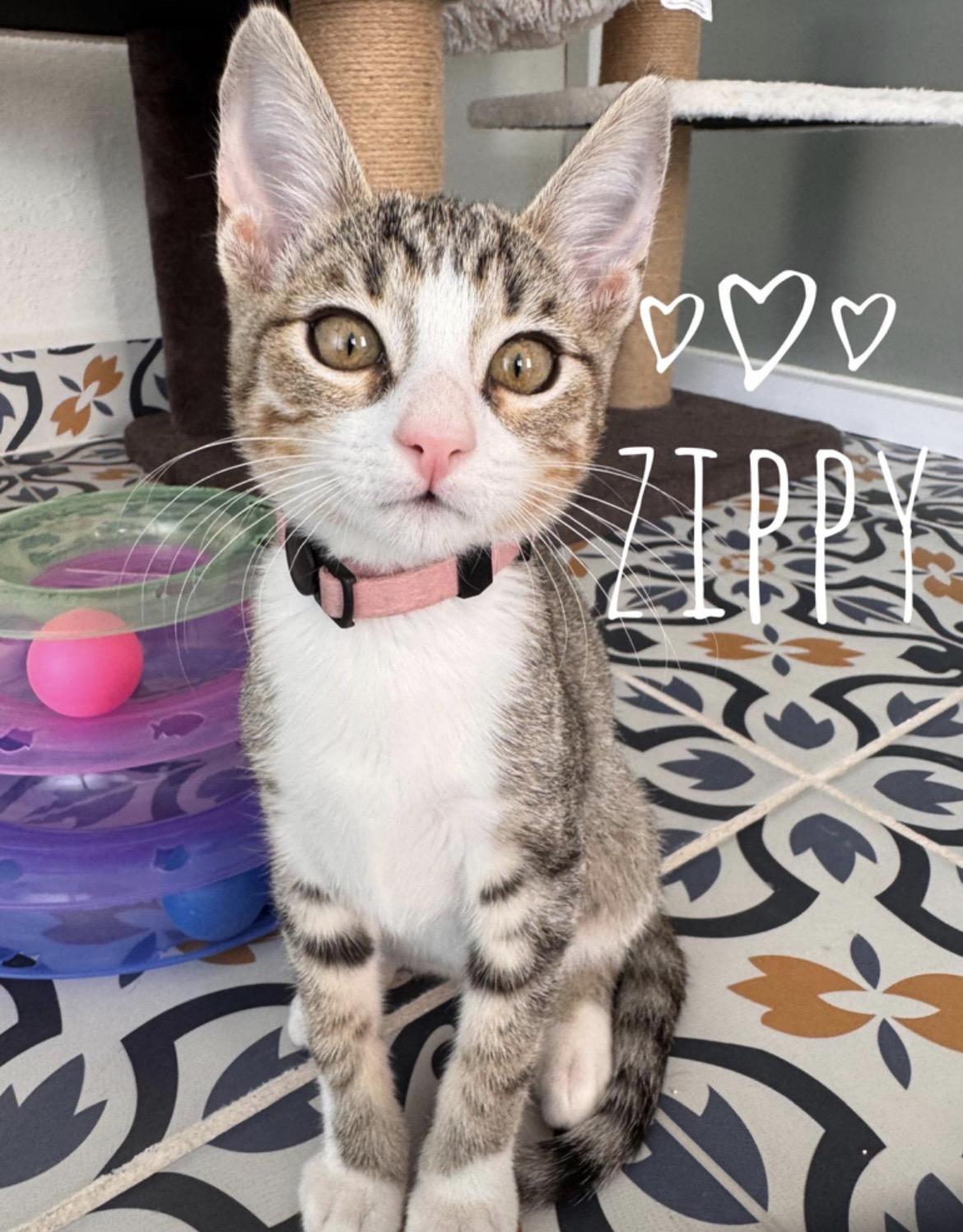 Enlarge Zippy & Turbo BONDED PAIR, a ADOPTABLE mixed breed in Des Moines , WA image 1/4