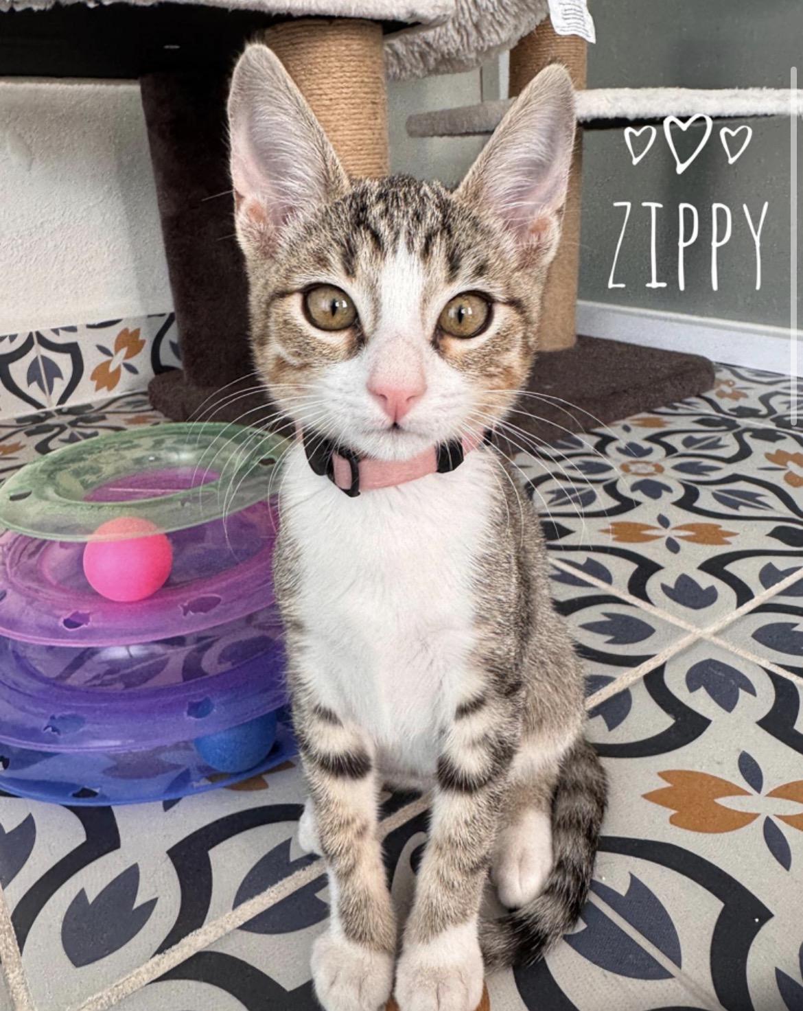 Enlarge Zippy & Turbo BONDED PAIR, a ADOPTABLE mixed breed in Des Moines , WA image 2/4