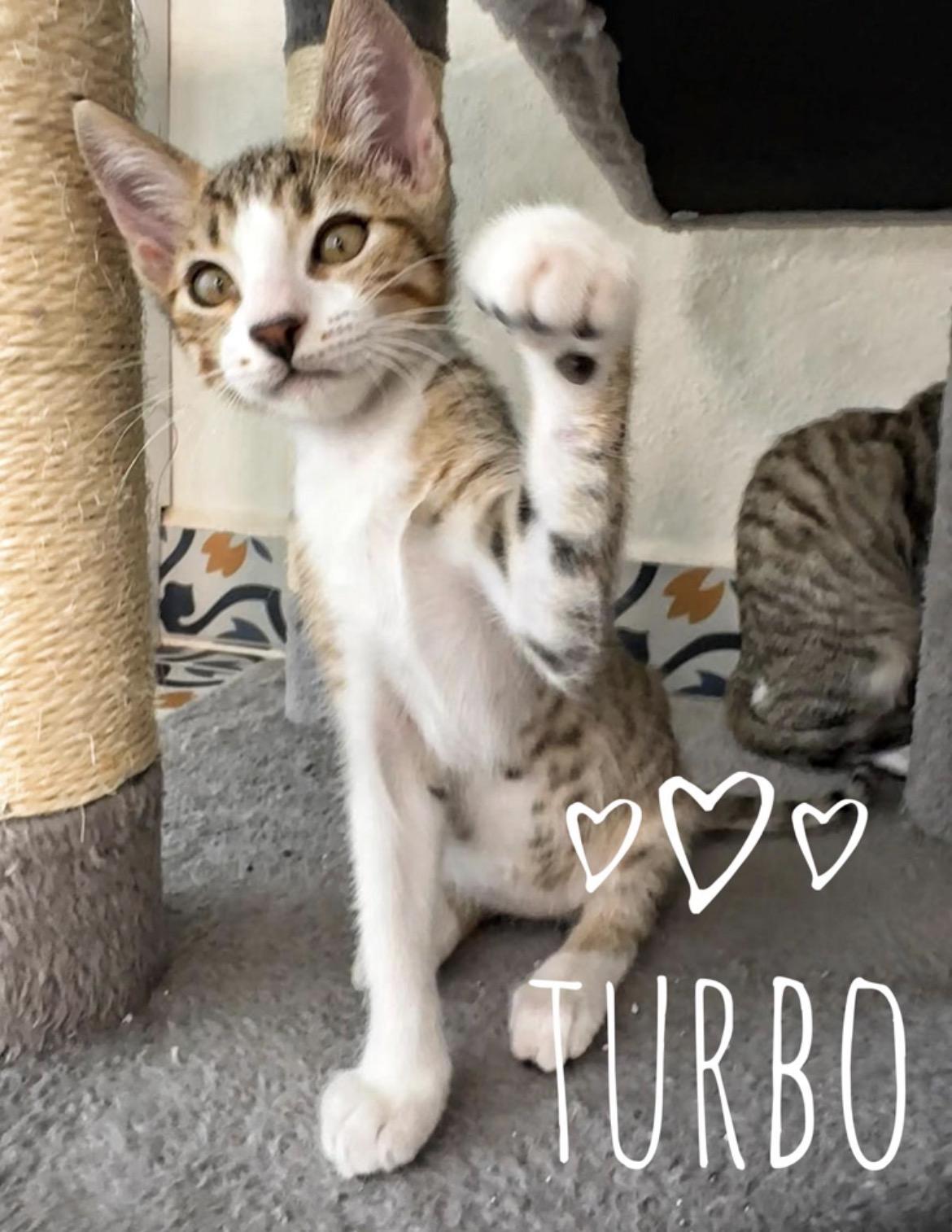 Enlarge Zippy & Turbo BONDED PAIR, a ADOPTABLE mixed breed in Des Moines , WA image 4/4