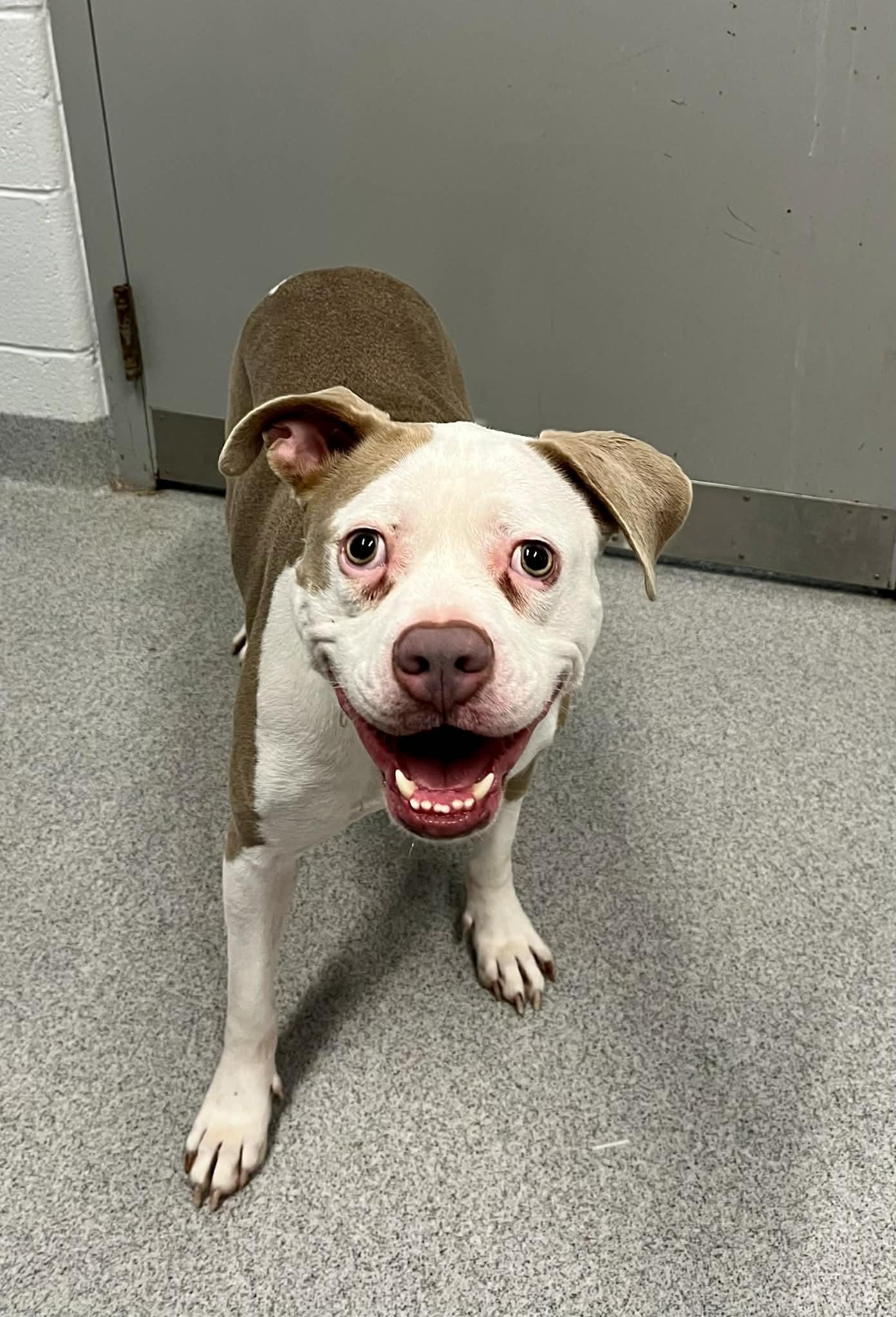 Enlarge Bunni , a ADOPTABLE mixed breed in Moundsville, WV image 1/1