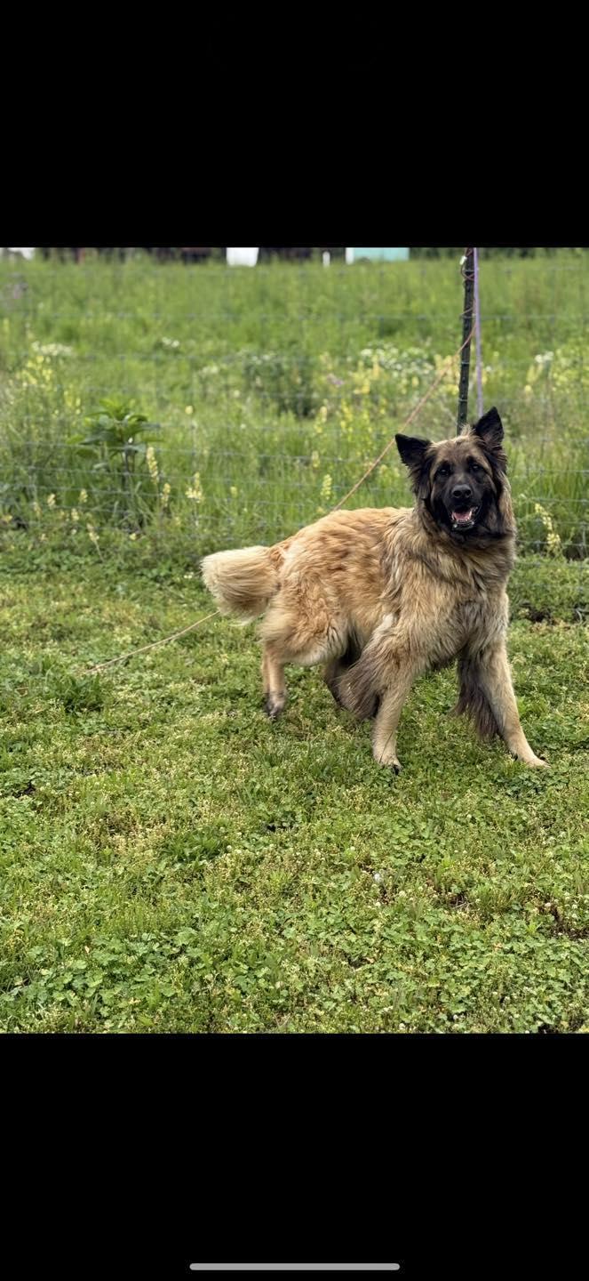 Nala, Adoptable, Adult Female German Shepherd Dog & Golden Retriever.
