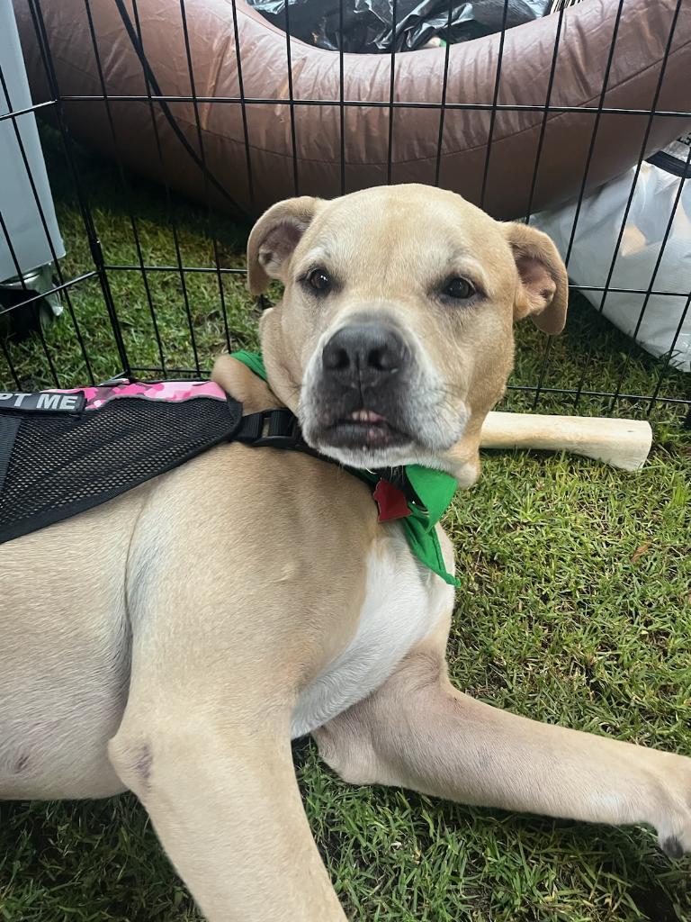 Dodger *, Adoptable, Adult Male Terrier & Labrador Retriever.