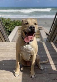 Dodger *, a Adoptable mixed breed in Royal Palm Beach, FL image 3/3