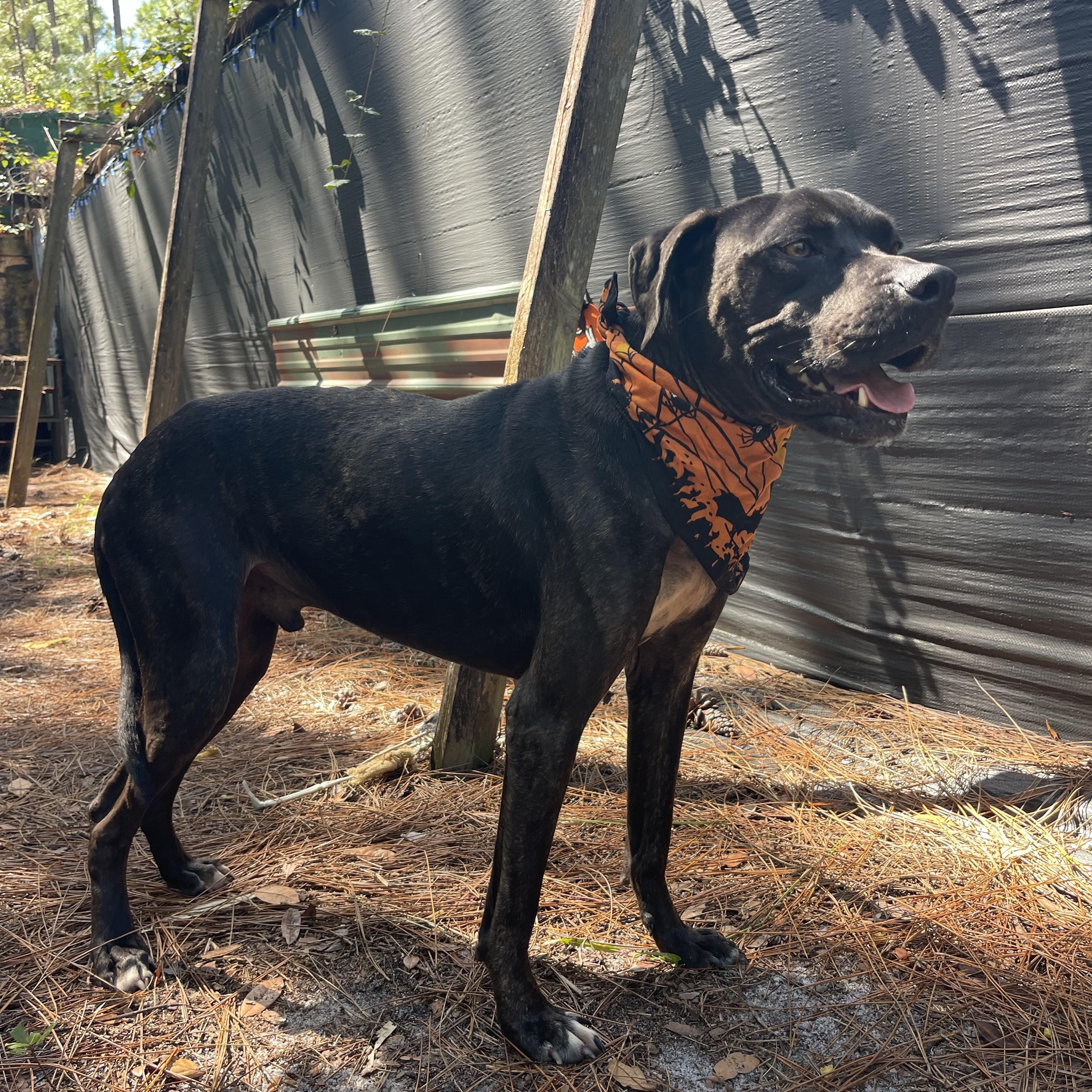 Enlarge Solar, a Adoptable mixed breed in Sebring, FL image 3/6