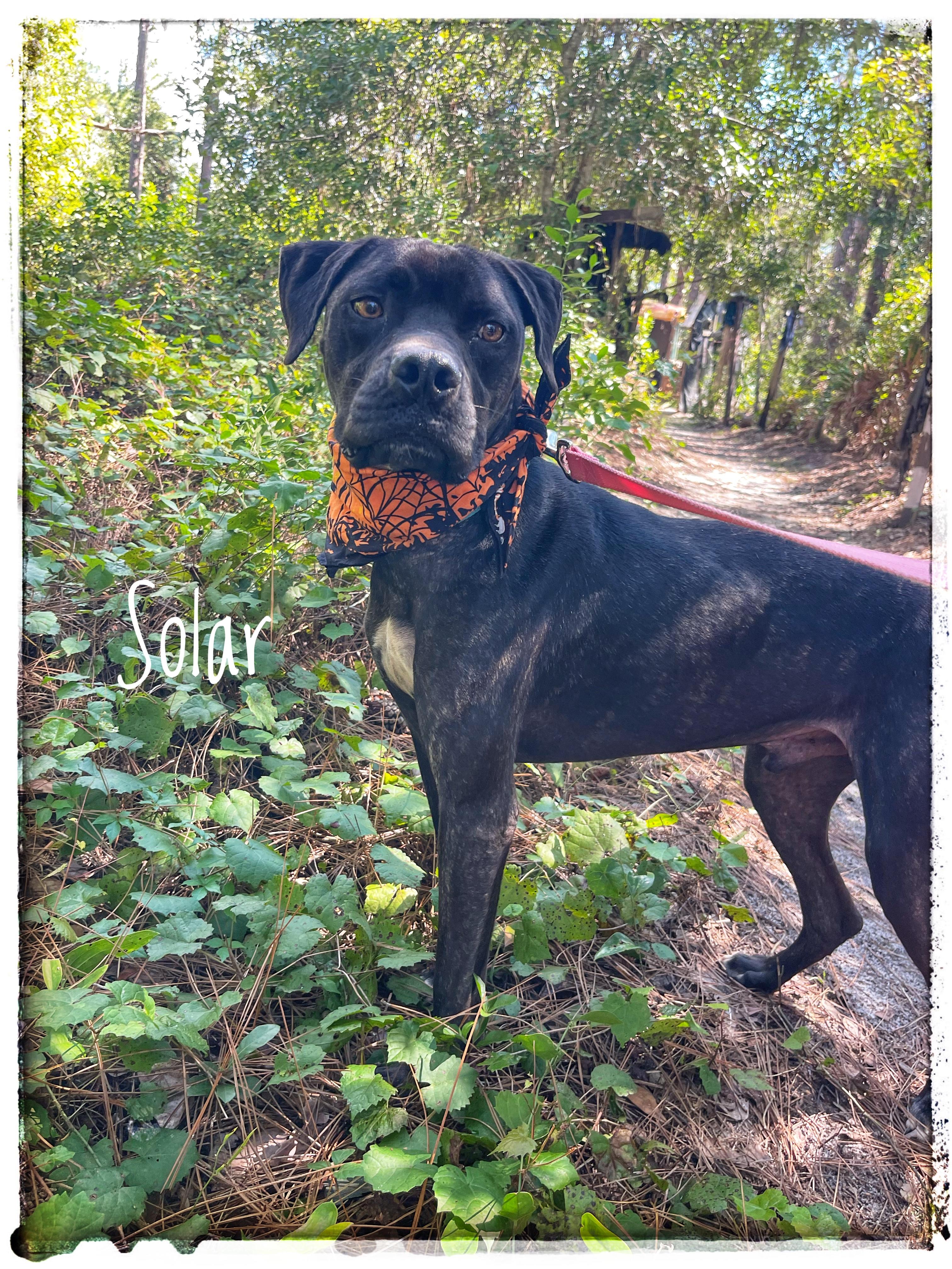 Solar, ADOPTABLE, Adult • Male, American Staffordshire Terrier & Hound.