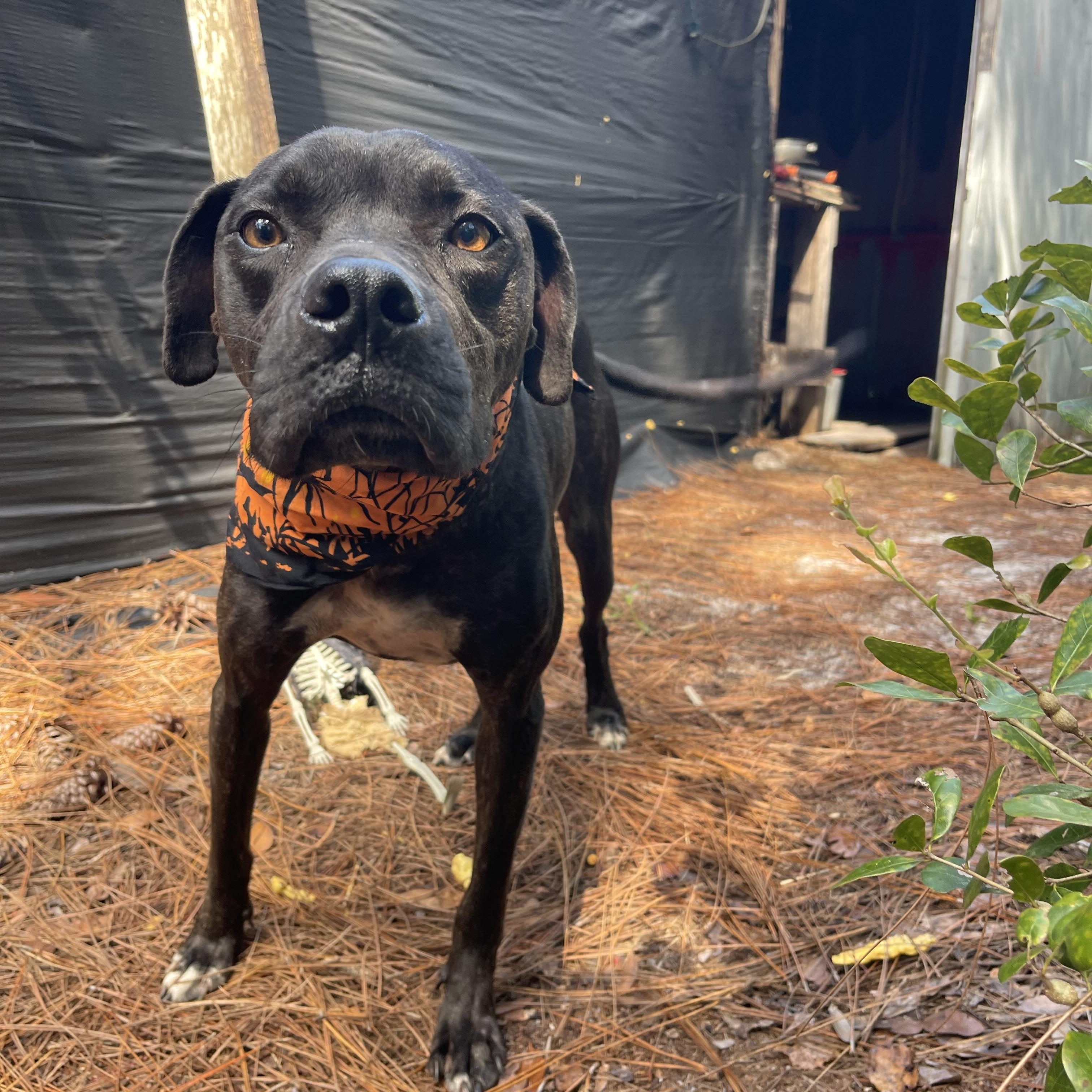 Enlarge Solar, a Adoptable mixed breed in Sebring, FL image 6/6