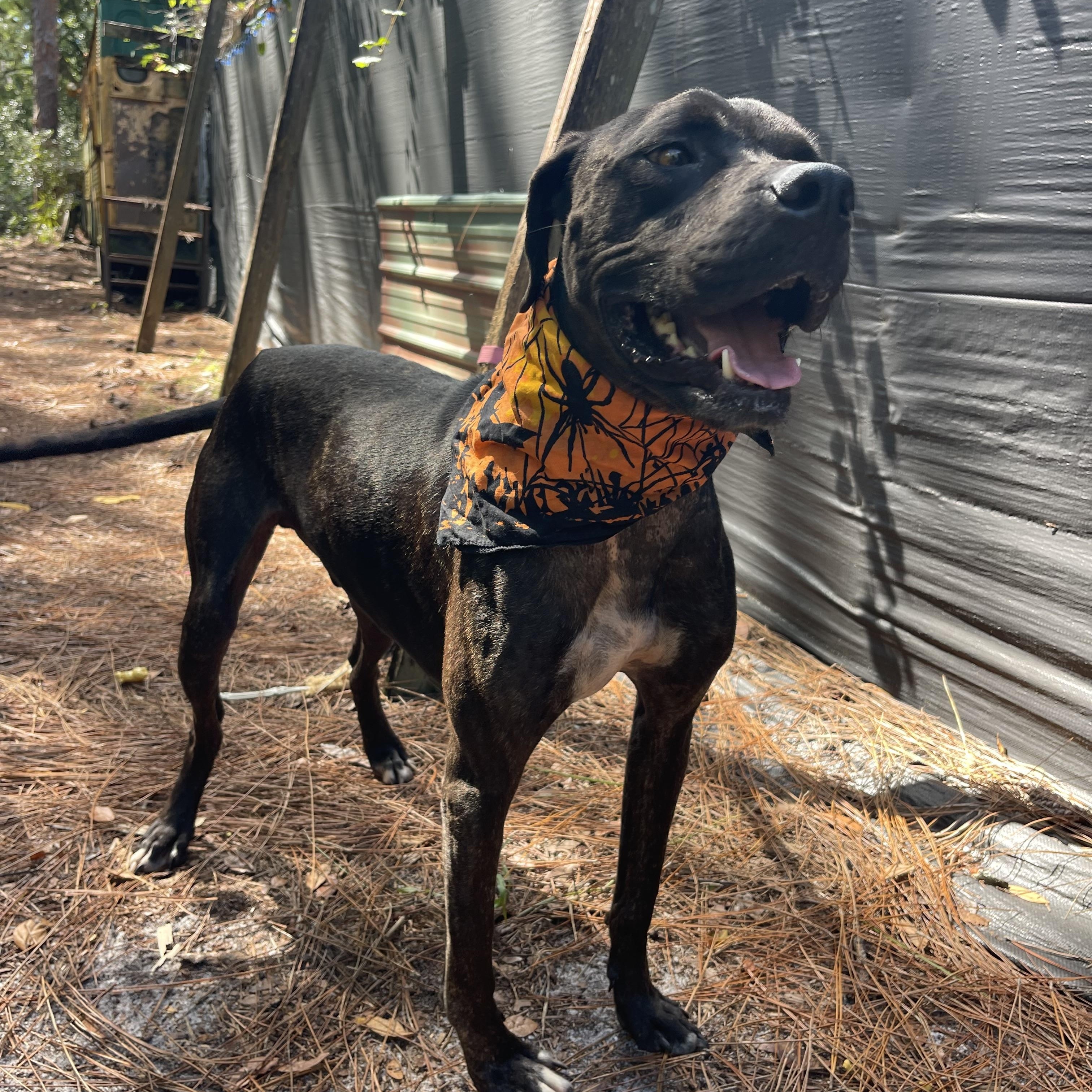 Enlarge Solar, a Adoptable mixed breed in Sebring, FL image 5/6