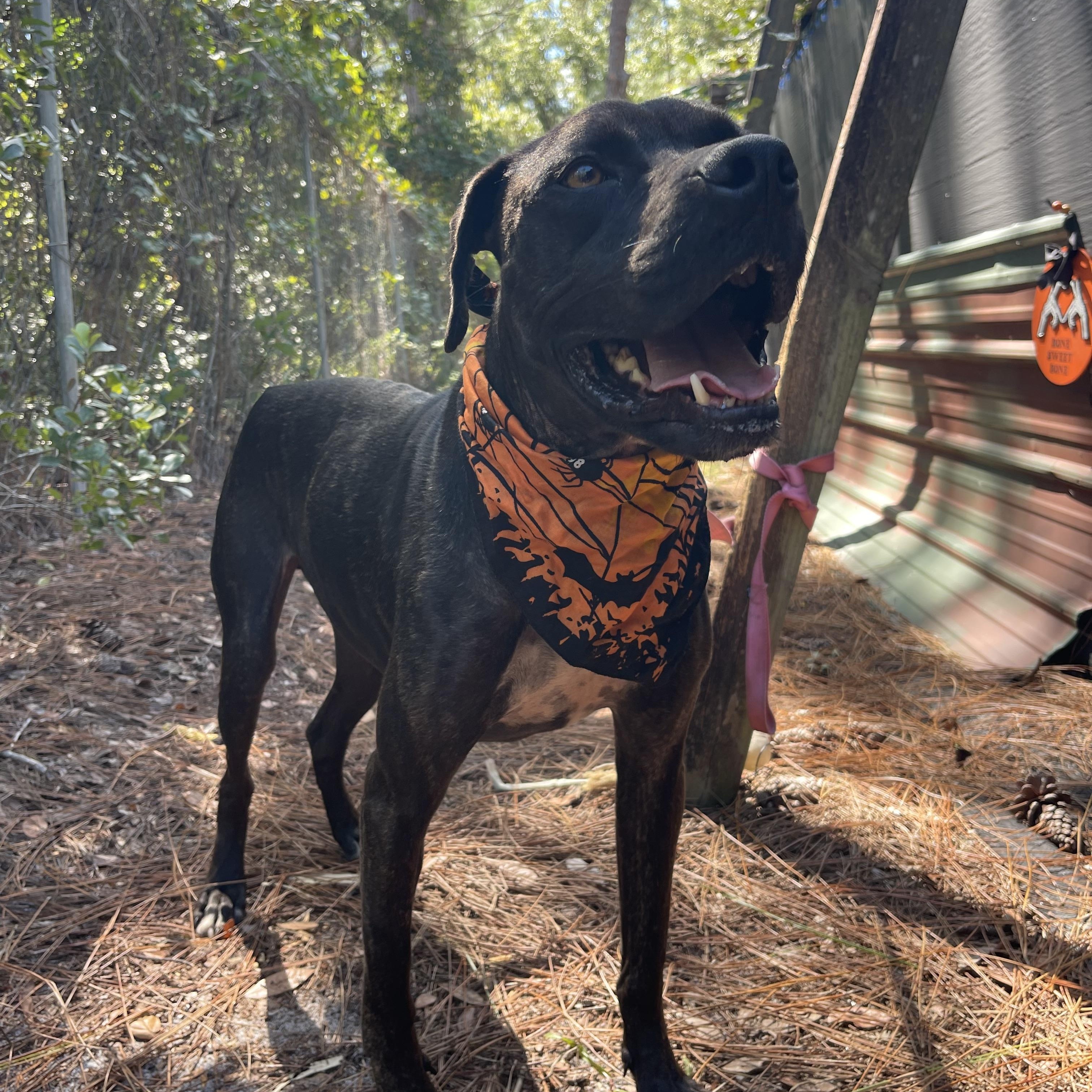 Enlarge Solar, a Adoptable mixed breed in Sebring, FL image 2/6