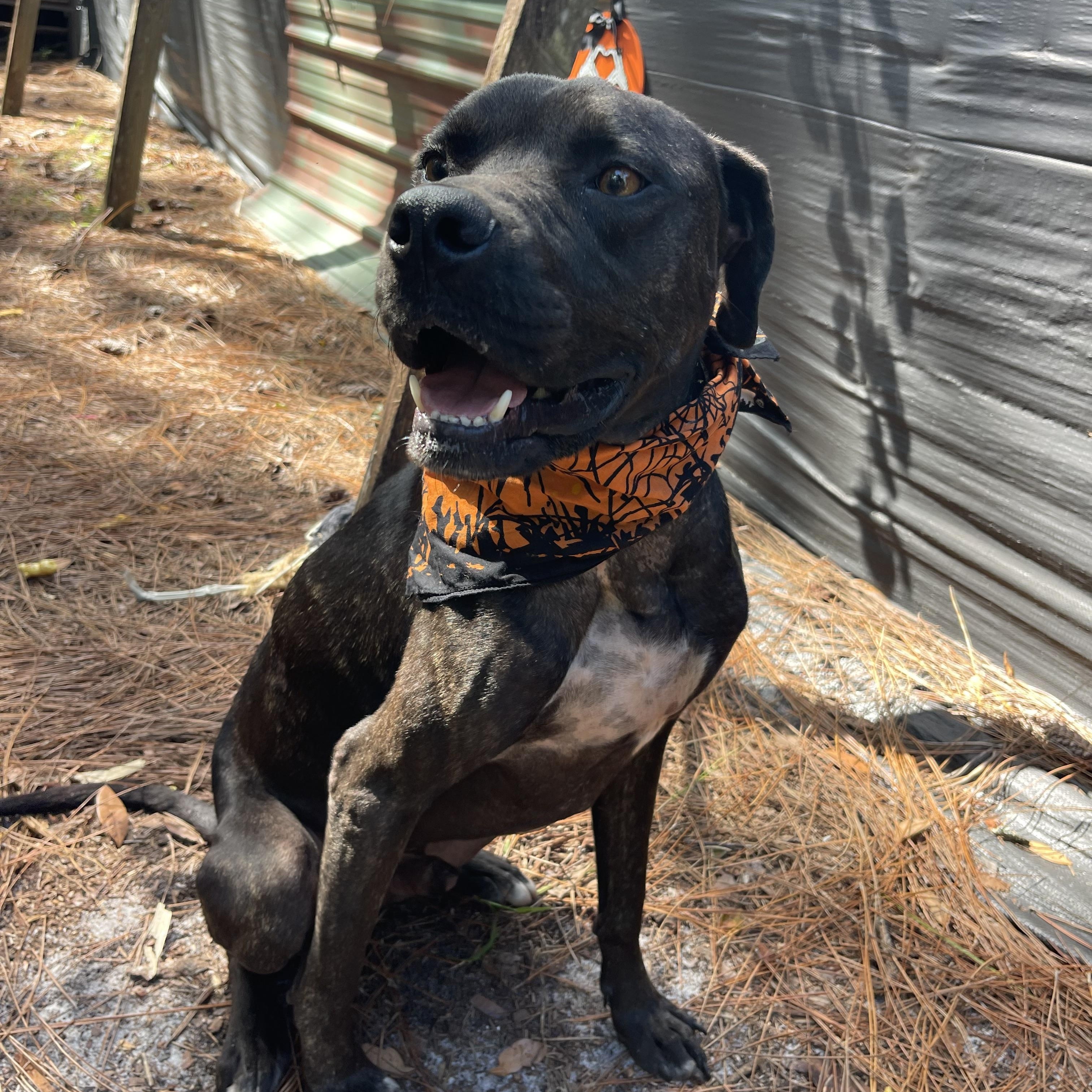 Enlarge Solar, a Adoptable mixed breed in Sebring, FL image 4/6