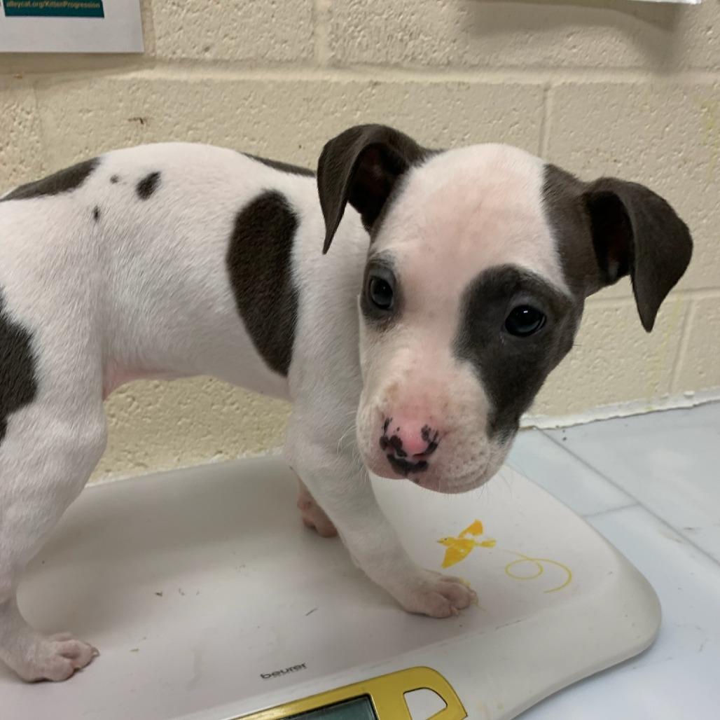 Enlarge BAYLEE (Sunflower), a Adoptable Mixed Breed in Memphis, TN image 1/3
