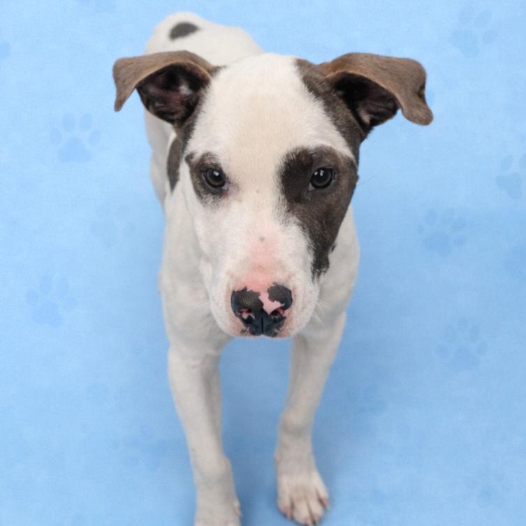 Enlarge BAYLEE (Sunflower), a Adoptable Mixed Breed in Memphis, TN image 2/3