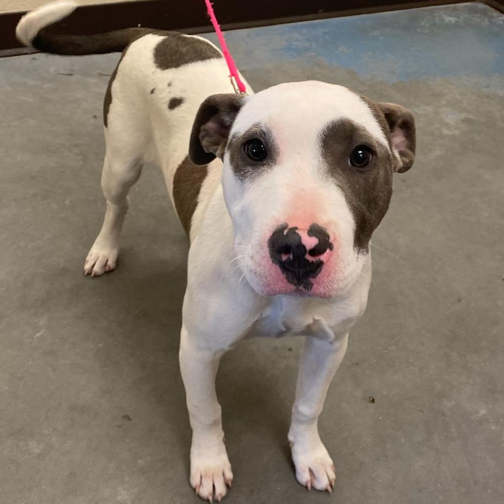 Enlarge BAYLEE (Sunflower), a Adoptable Mixed Breed in Memphis, TN image 3/3