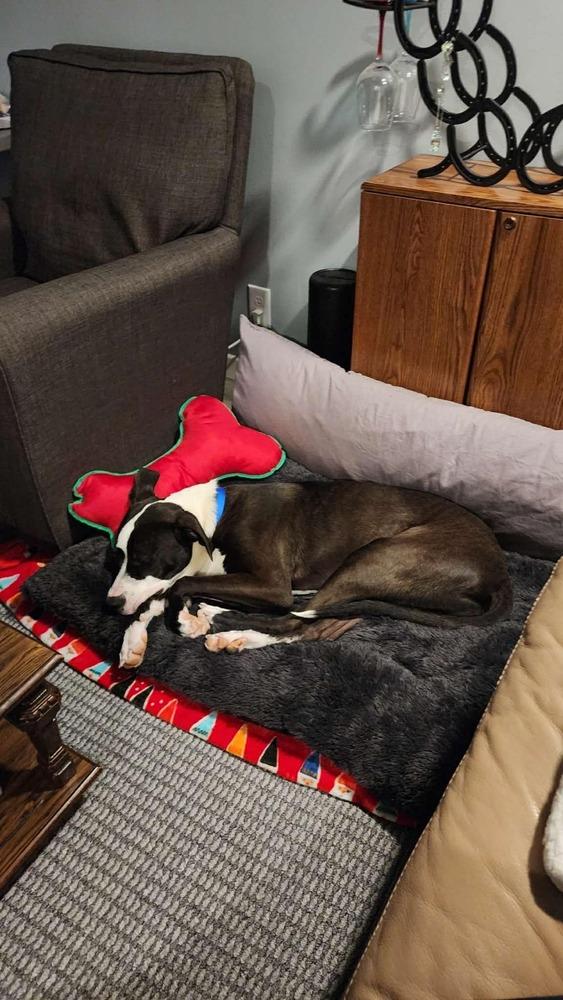 Enlarge Strider, a Adoptable mixed breed in Amherst, NY image 1/6