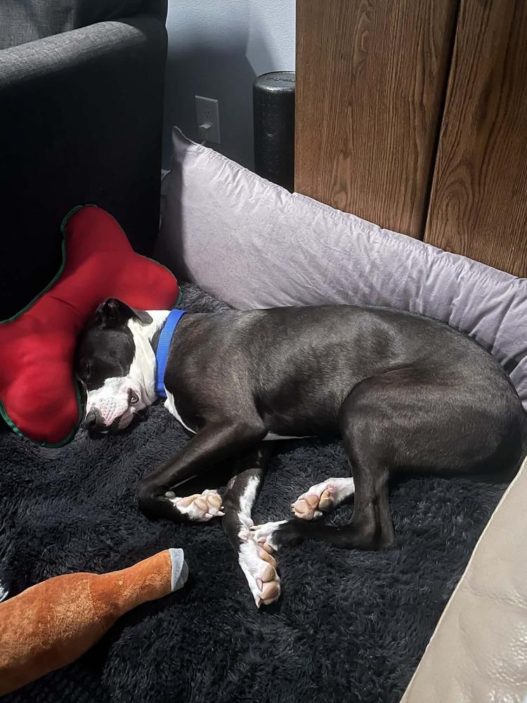 Enlarge Strider, a Adoptable mixed breed in Amherst, NY image 2/6