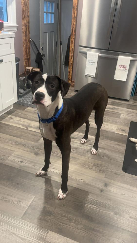 Enlarge Strider, a Adoptable mixed breed in Amherst, NY image 2/6