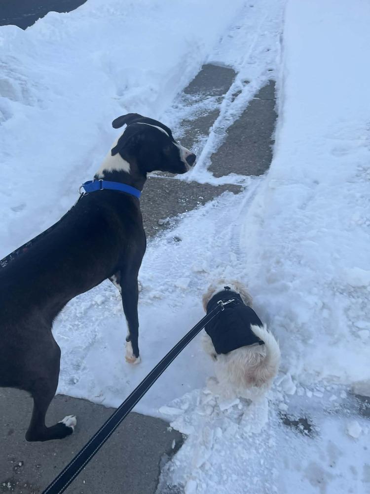 Enlarge Strider, a Adoptable mixed breed in Amherst, NY image 4/6