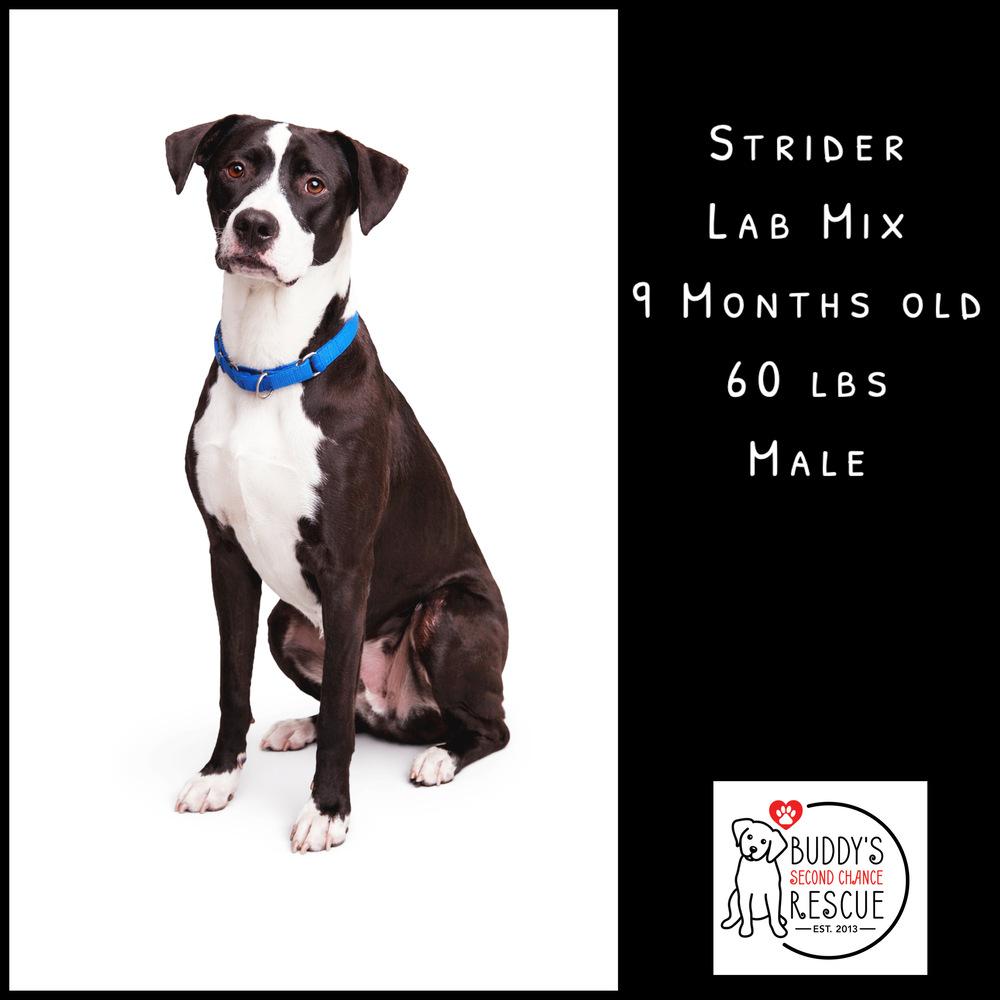 Enlarge Strider, a Adoptable mixed breed in Amherst, NY image 4/6