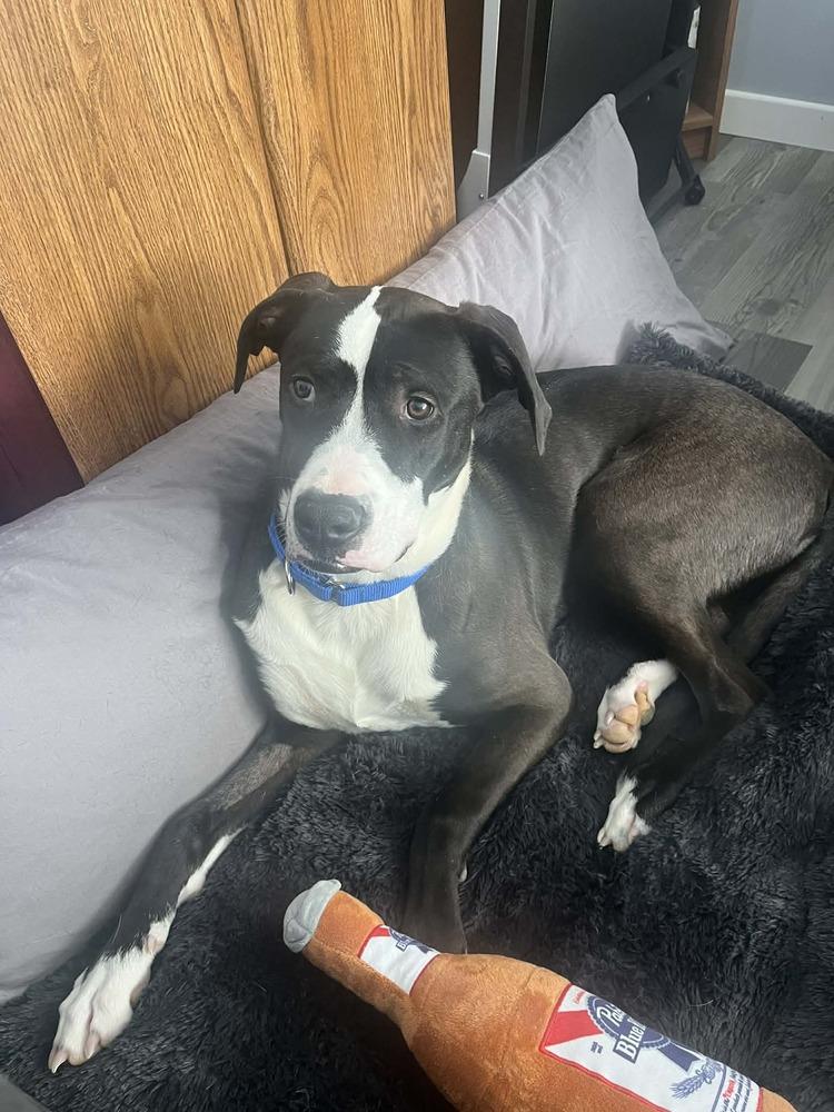 Enlarge Strider, a Adoptable mixed breed in Amherst, NY image 5/6