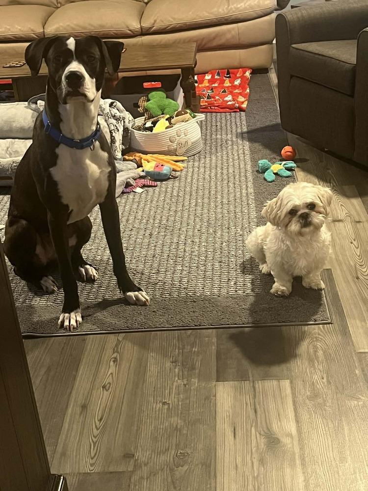 Enlarge Strider, a Adoptable mixed breed in Amherst, NY image 6/6