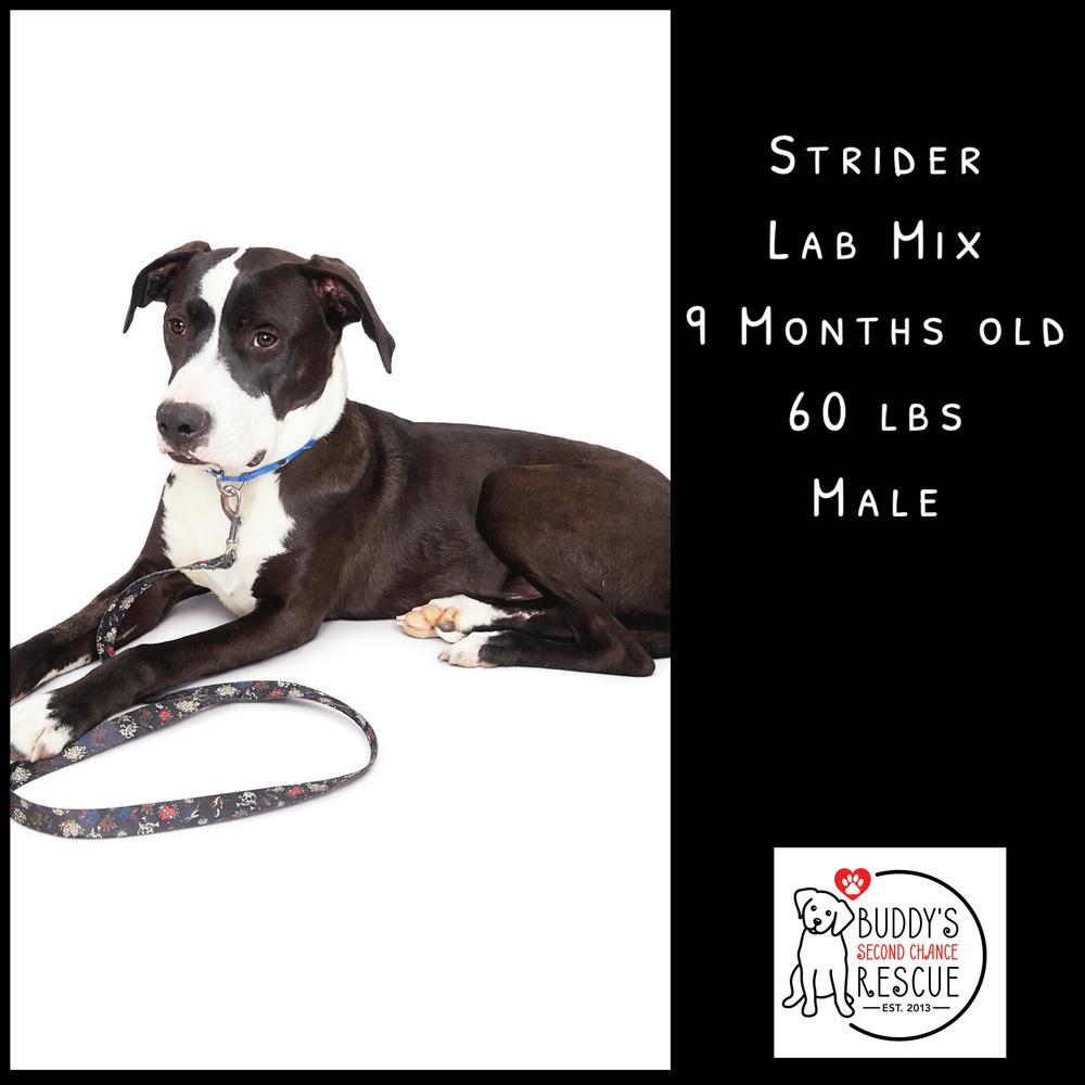 Enlarge Strider, a Adoptable mixed breed in Amherst, NY image 6/6