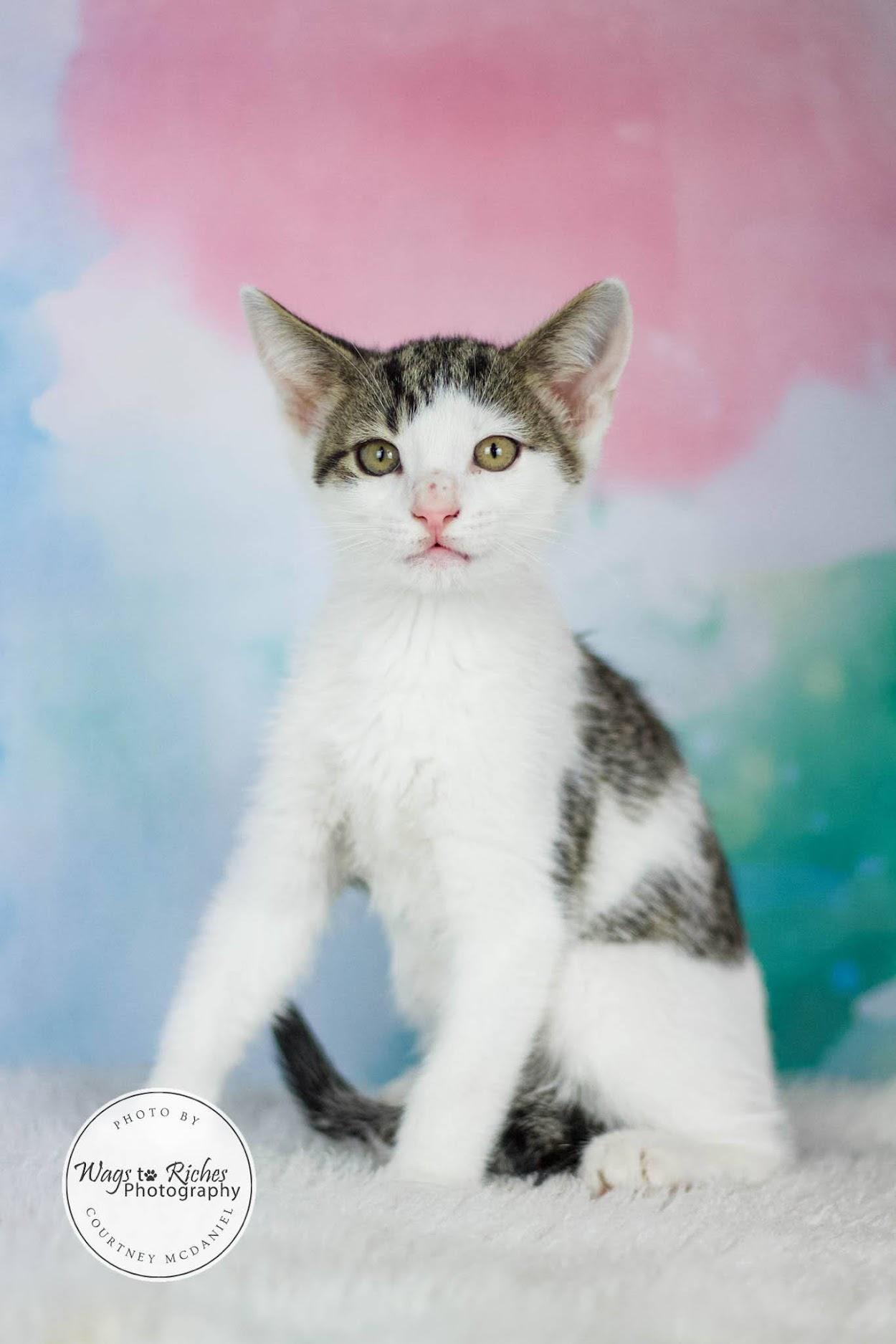 Moe, Adoptable, Young Male Domestic Short Hair & Tabby.