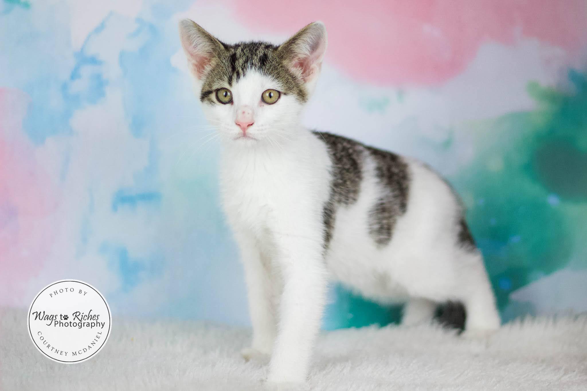 Enlarge Moe, a Adoptable mixed breed in East Providence, RI image 3/6