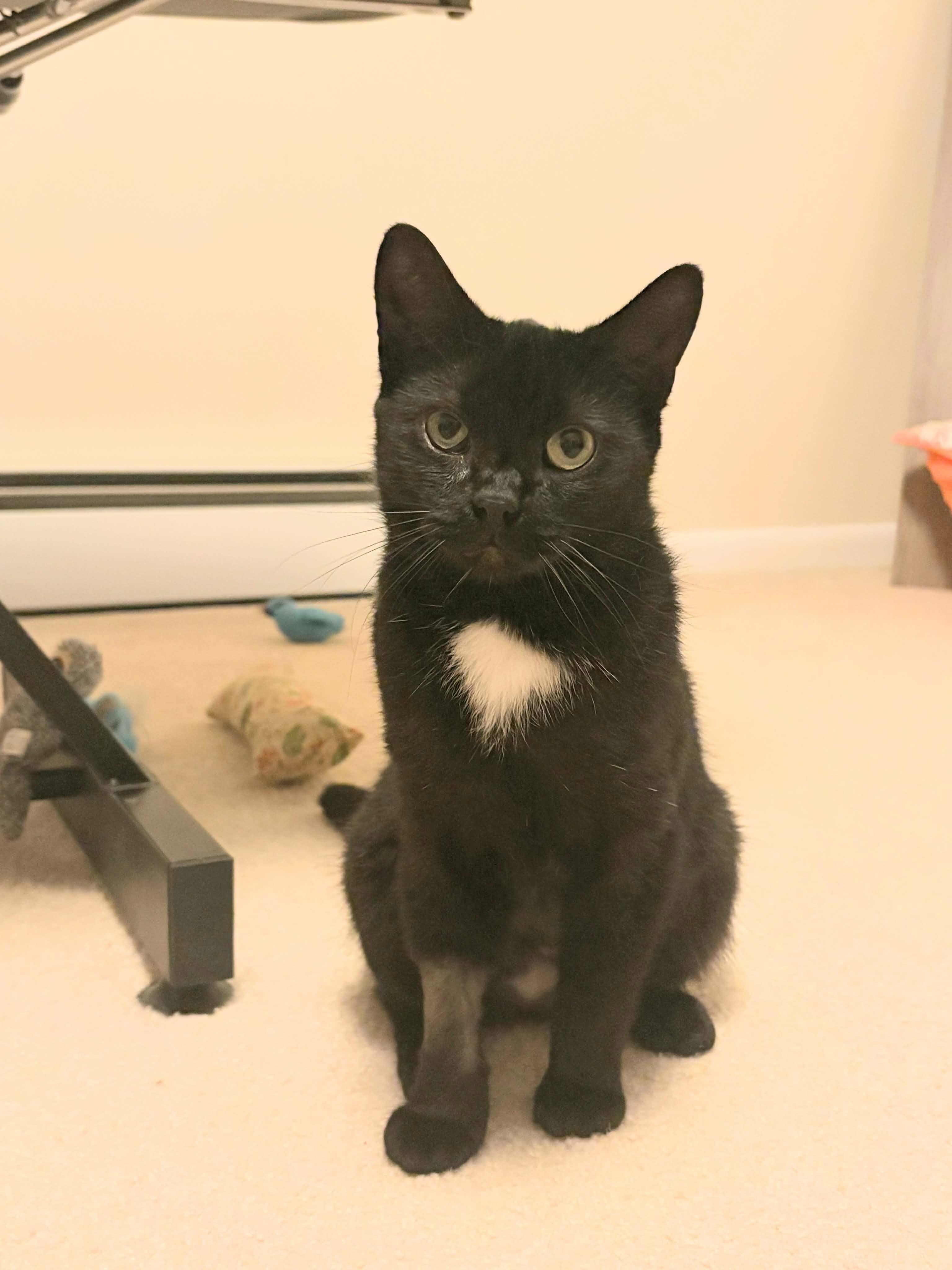 Midnight, Adopted, Young Female Domestic Short Hair.