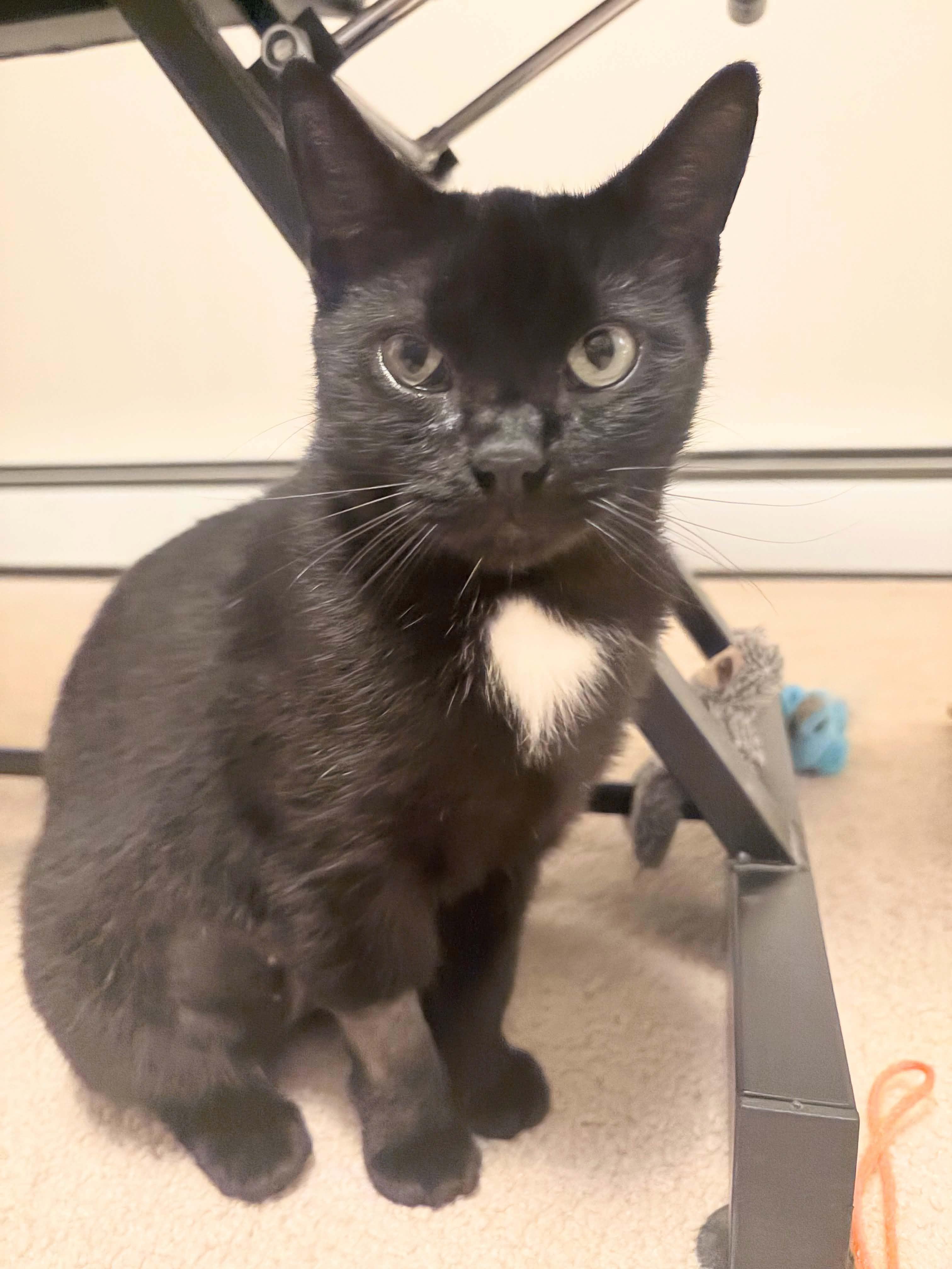 Enlarge Midnight, a Adopted Domestic Short Hair in Enfield, CT image 2/2