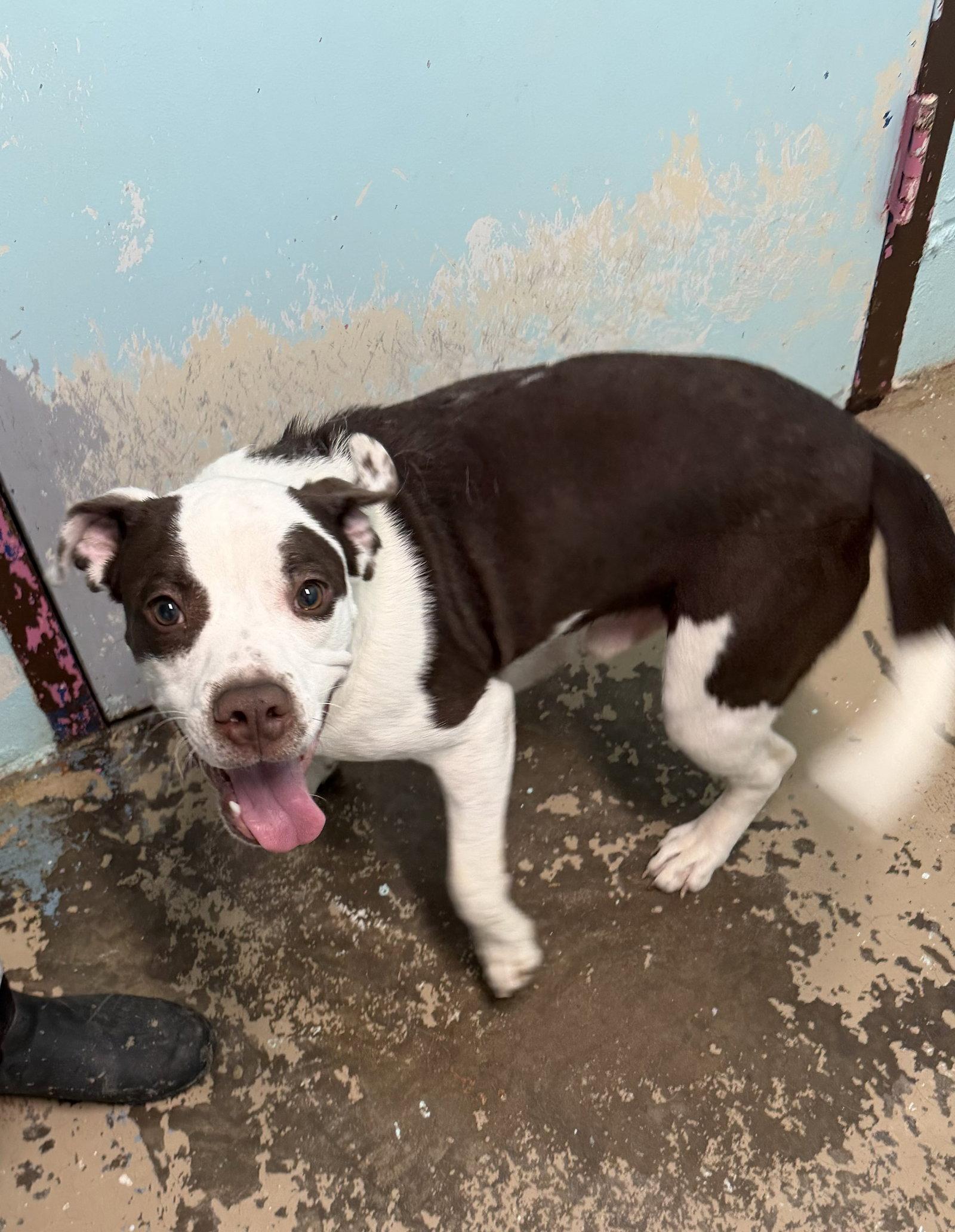 Enlarge Fergus, a Adoptable Pit Bull Terrier in New Martinsville, WV image 1/2