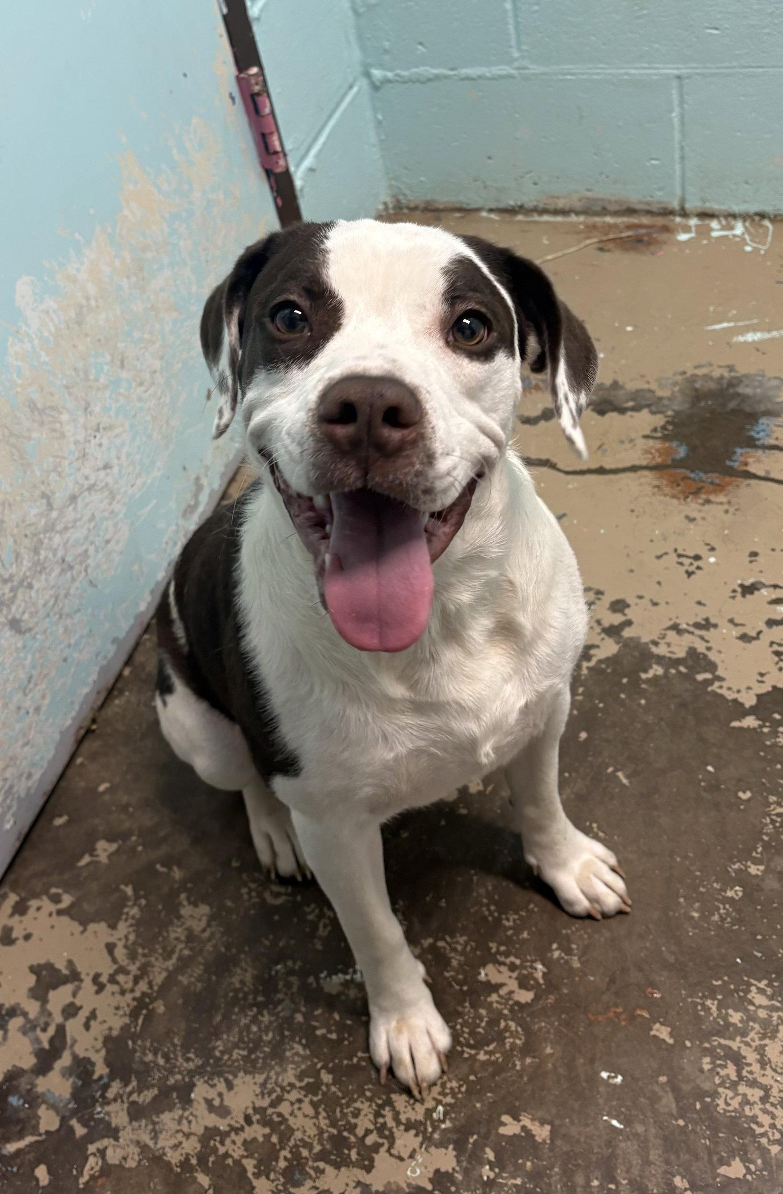 Enlarge Fergus, a Adoptable Pit Bull Terrier in New Martinsville, WV image 2/2